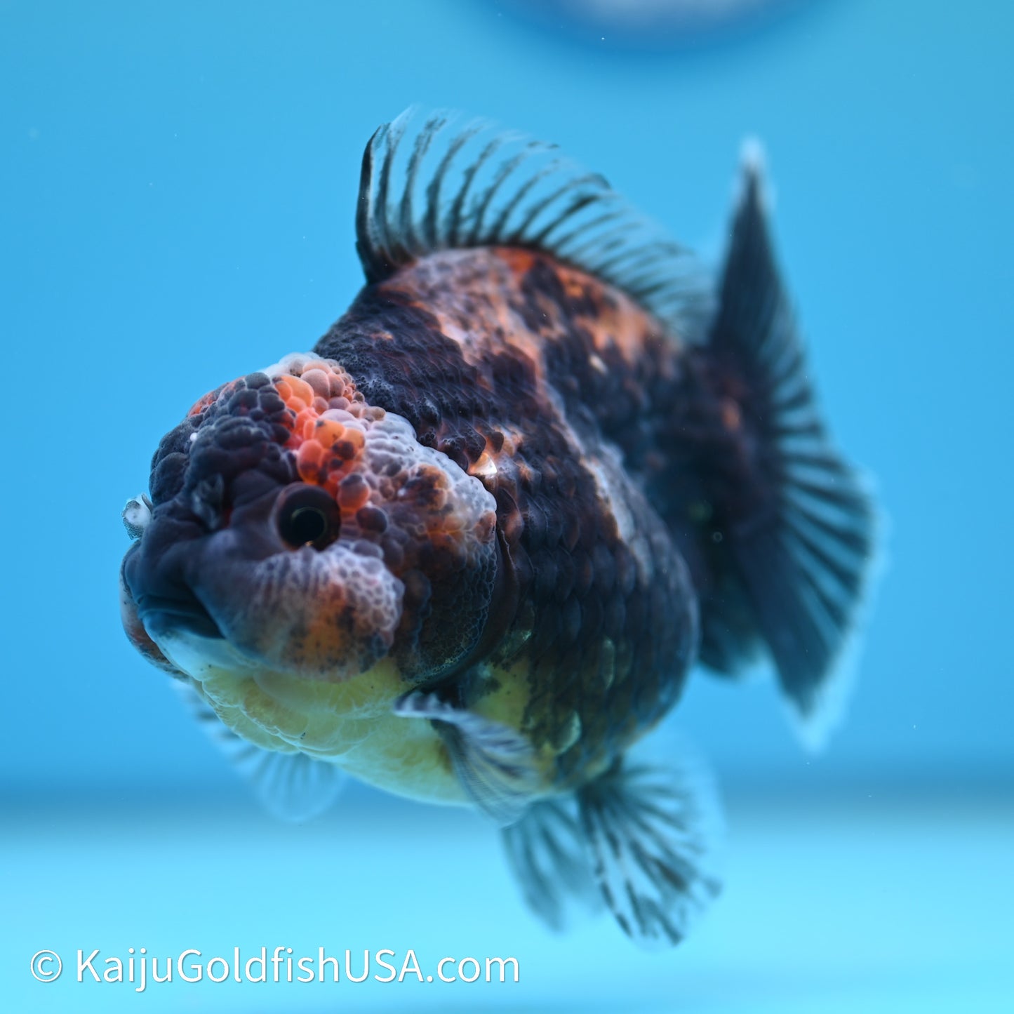 Shogun Godzilla Kirin Oranda 3.5in Body (240614_OR04) - Kaiju Goldfish USA