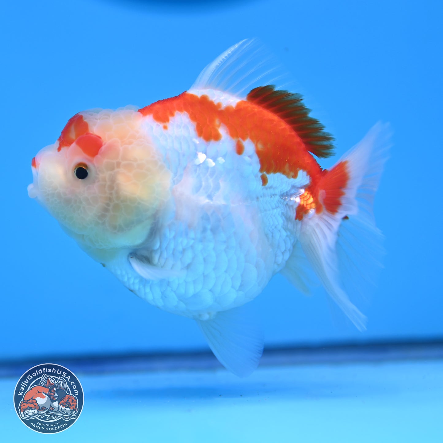 Shogun Red White YuanBao Oranda 3.25in Body (240816_OR04) - Kaiju Goldfish USA