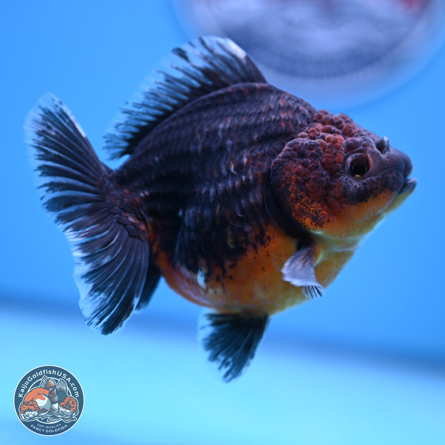 Shogun Kirin Oranda 4-5 in (241011_OR04) - Kaiju Goldfish USA