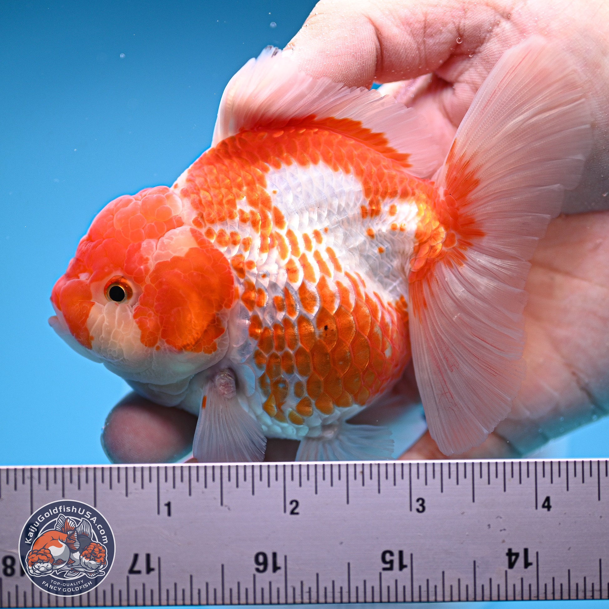 Red White Rose Tail Oranda 4.5 inches - Female (241129_OR04) - Kaiju Goldfish USA