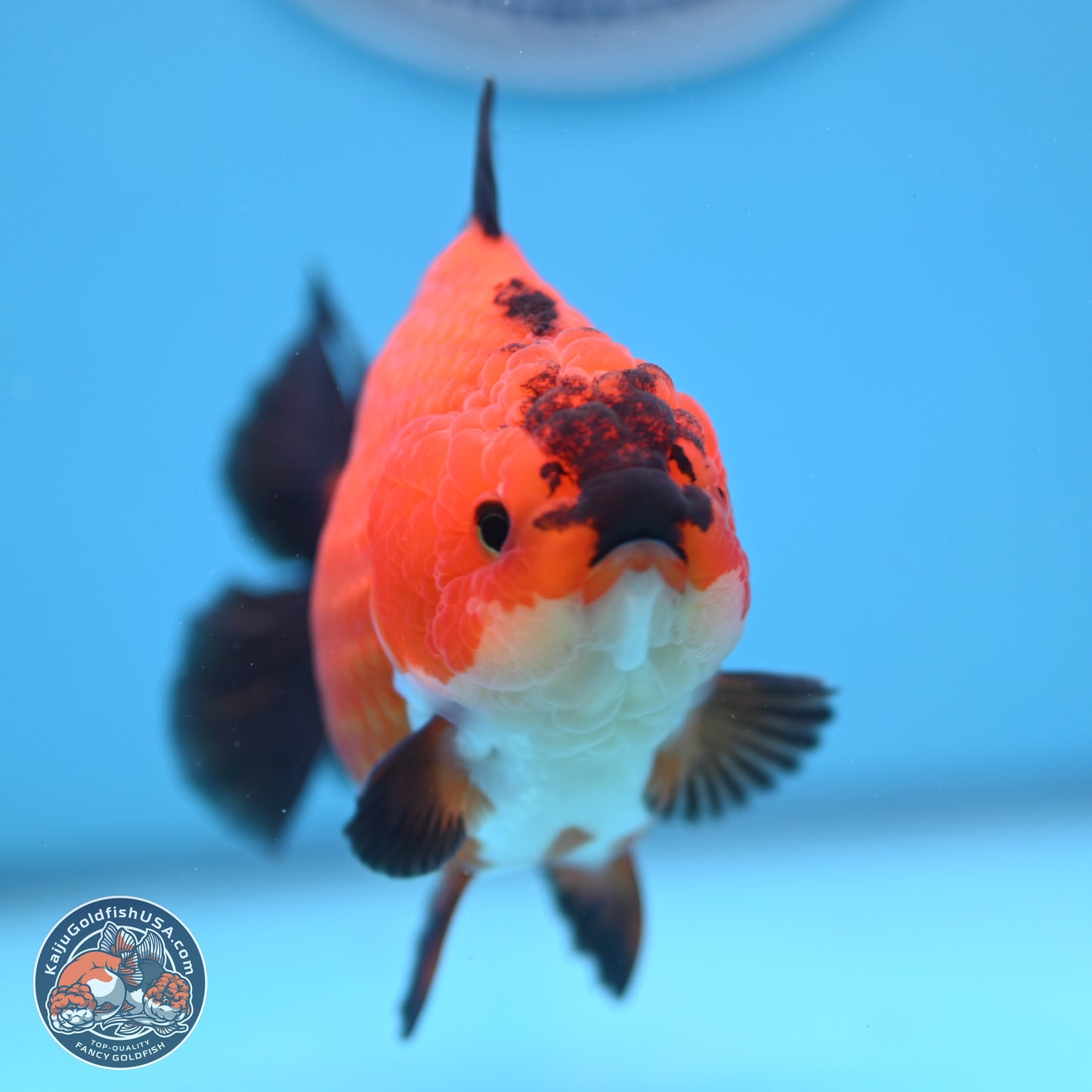 Apache YuanBao Oranda 4.5 inches (241025_OR04) - Kaiju Goldfish USA