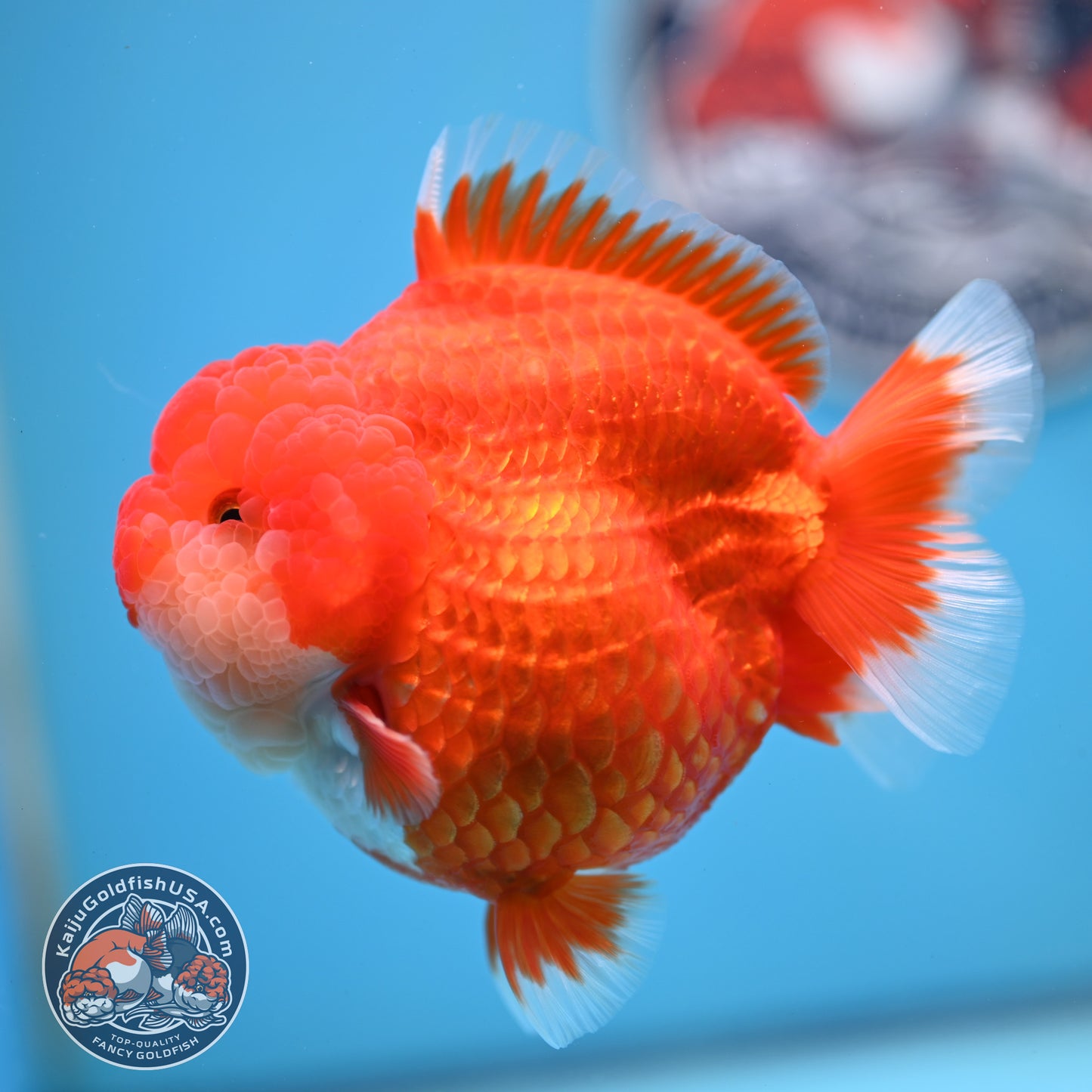 Red White YuanBao Oranda 4 inches Body (250516_OR04)