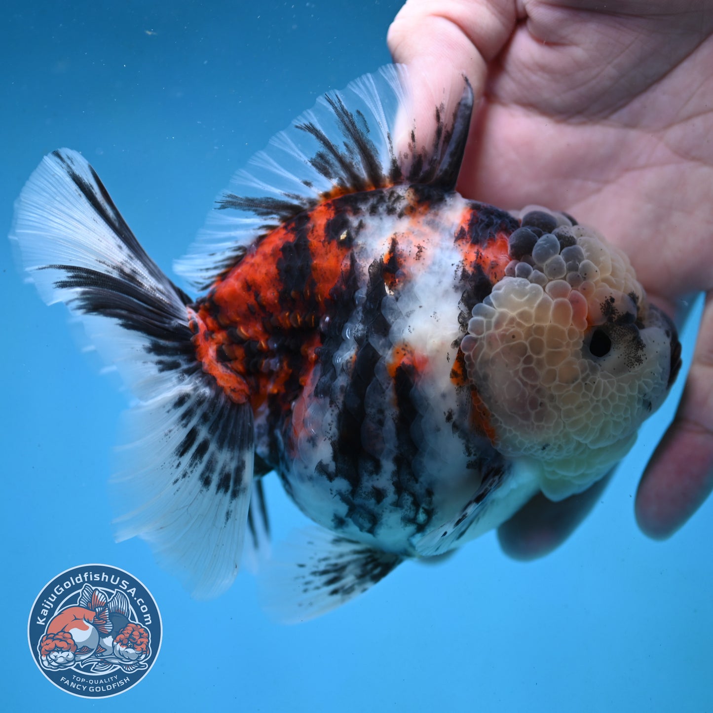 Tricolor Oranda 4 inch Body (251003_OR04)