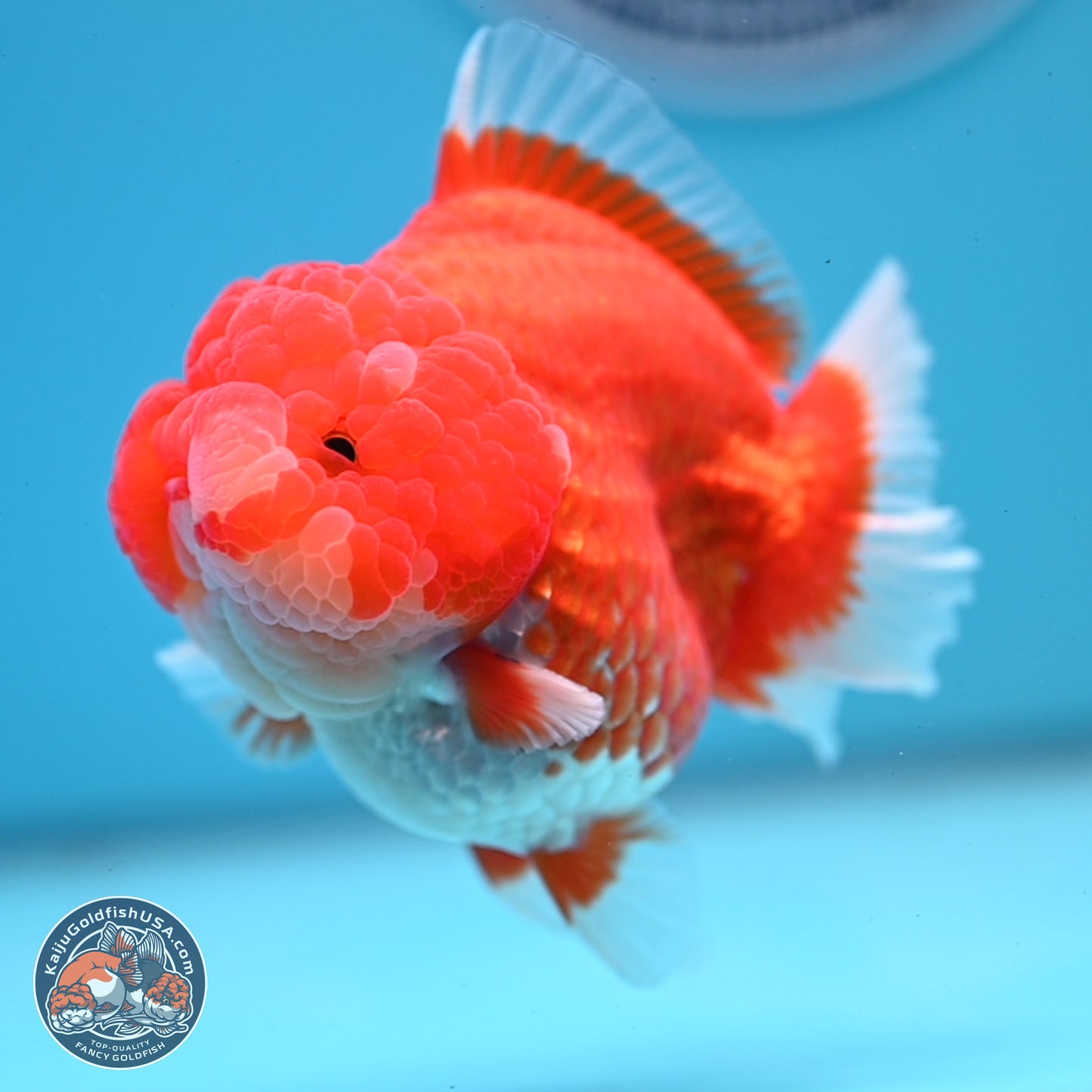 Red White YuanBao Oranda 3.5 inches Body - Female (241227_OR04) - Kaiju Goldfish USA