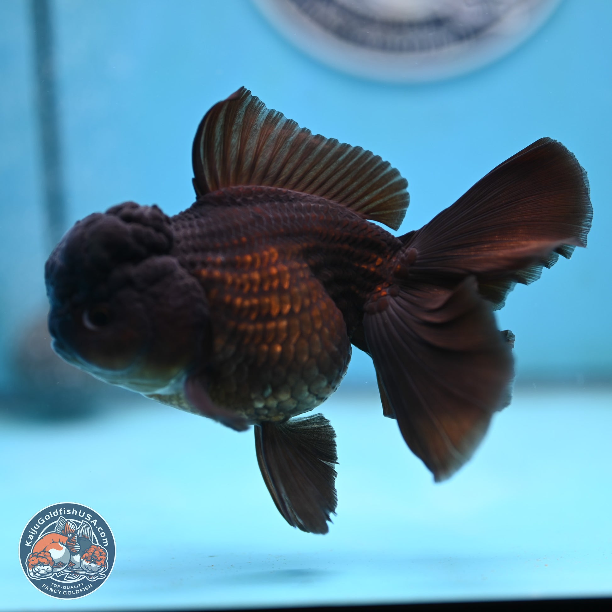 Black Rose Tail Oranda 3.5 inches Body - Female (250117_OR04) - Kaiju Goldfish USA