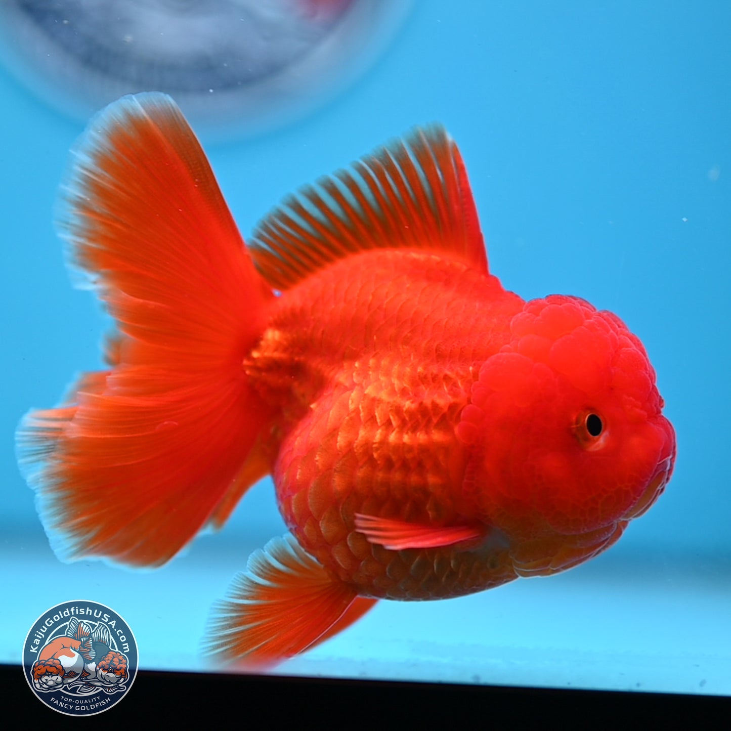 READ DESCRIPTION - Classic Red Rose Tail Oranda 3.5 inches Body - Male (250307_OR04)