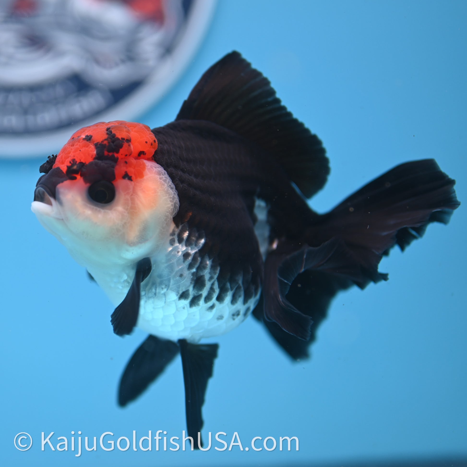 Tricolor Oranda 3.2in body (240726_OR04) - Kaiju Goldfish USA