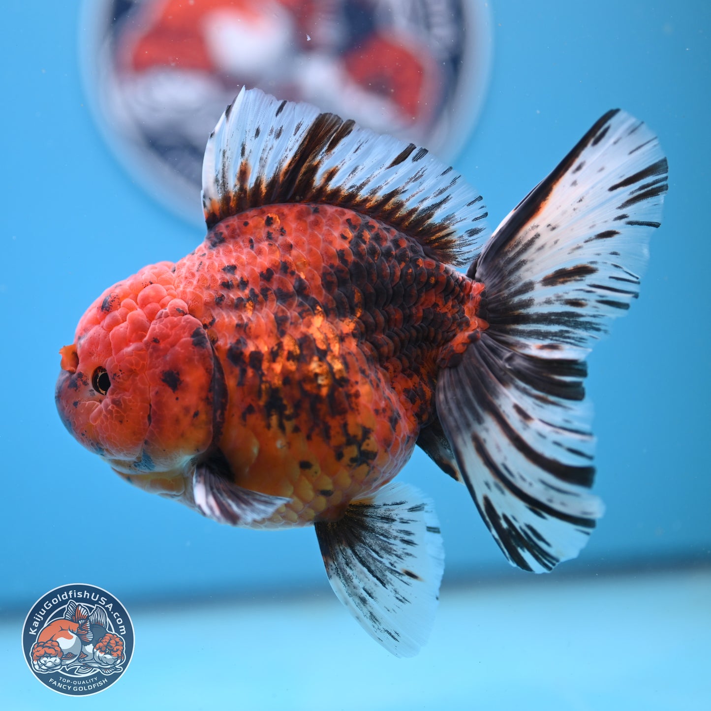 Tiger Rose Tail Oranda 6 inches - Female (241206_OR04) - Kaiju Goldfish USA