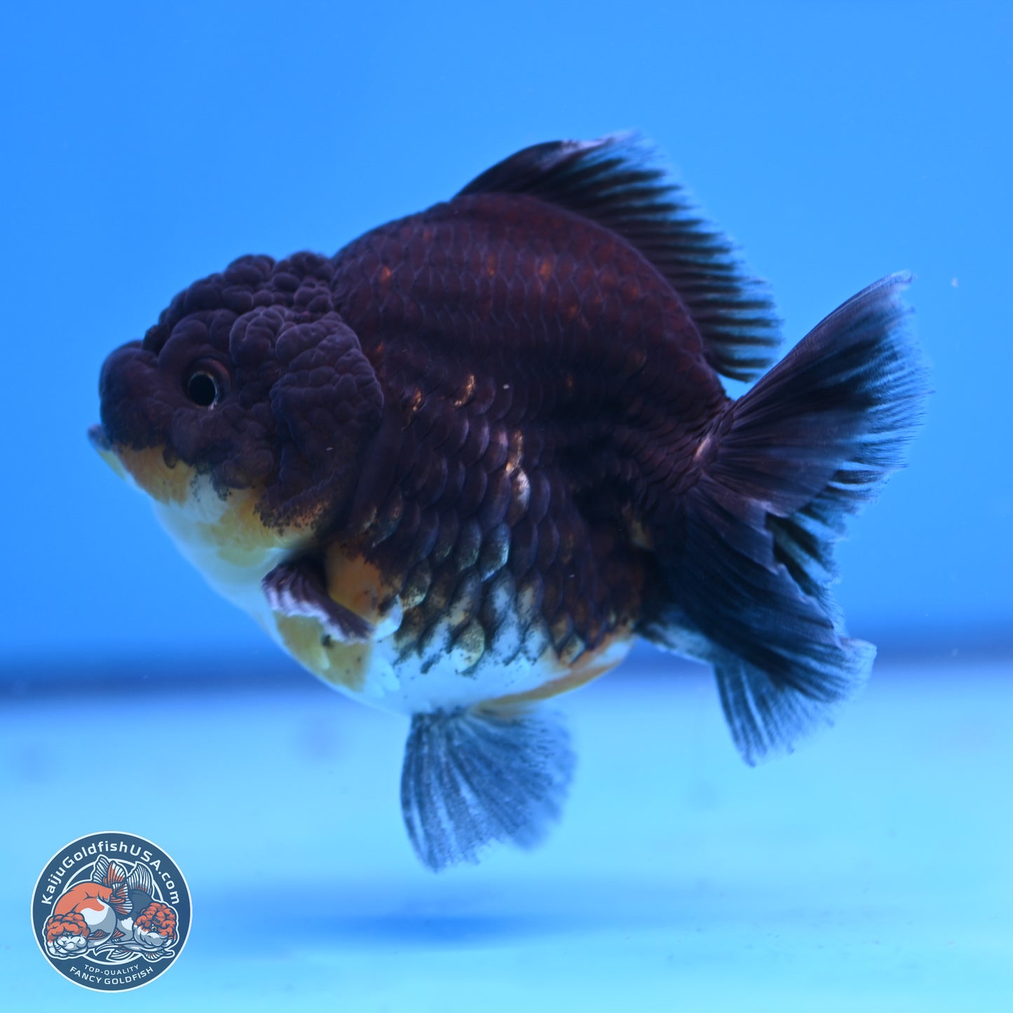 Shogun Kirin YuanBao Oranda 3.25in Body (240802_OR04) - Kaiju Goldfish USA