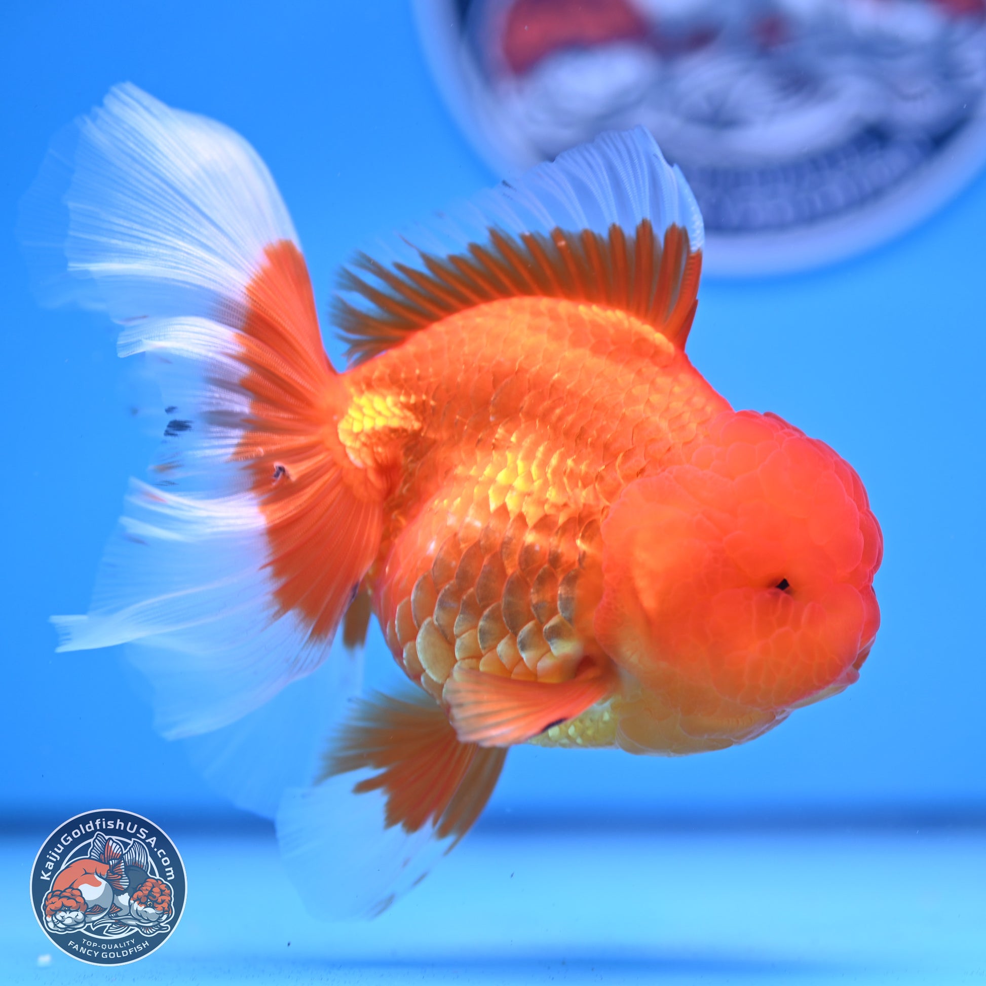 Red White Rose Tail Oranda 4-6 inches (240913_OR04) - Kaiju Goldfish USA