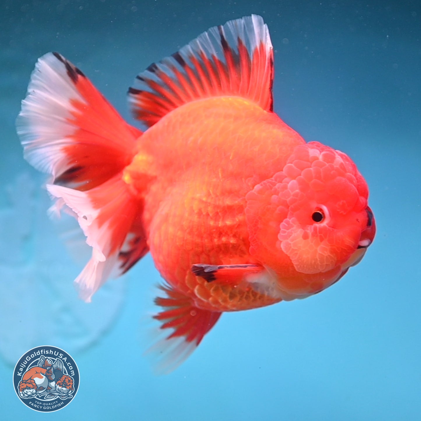 Jumbo Rose Tail Apache Oranda 5 inches Body - Female (250131_OR04)