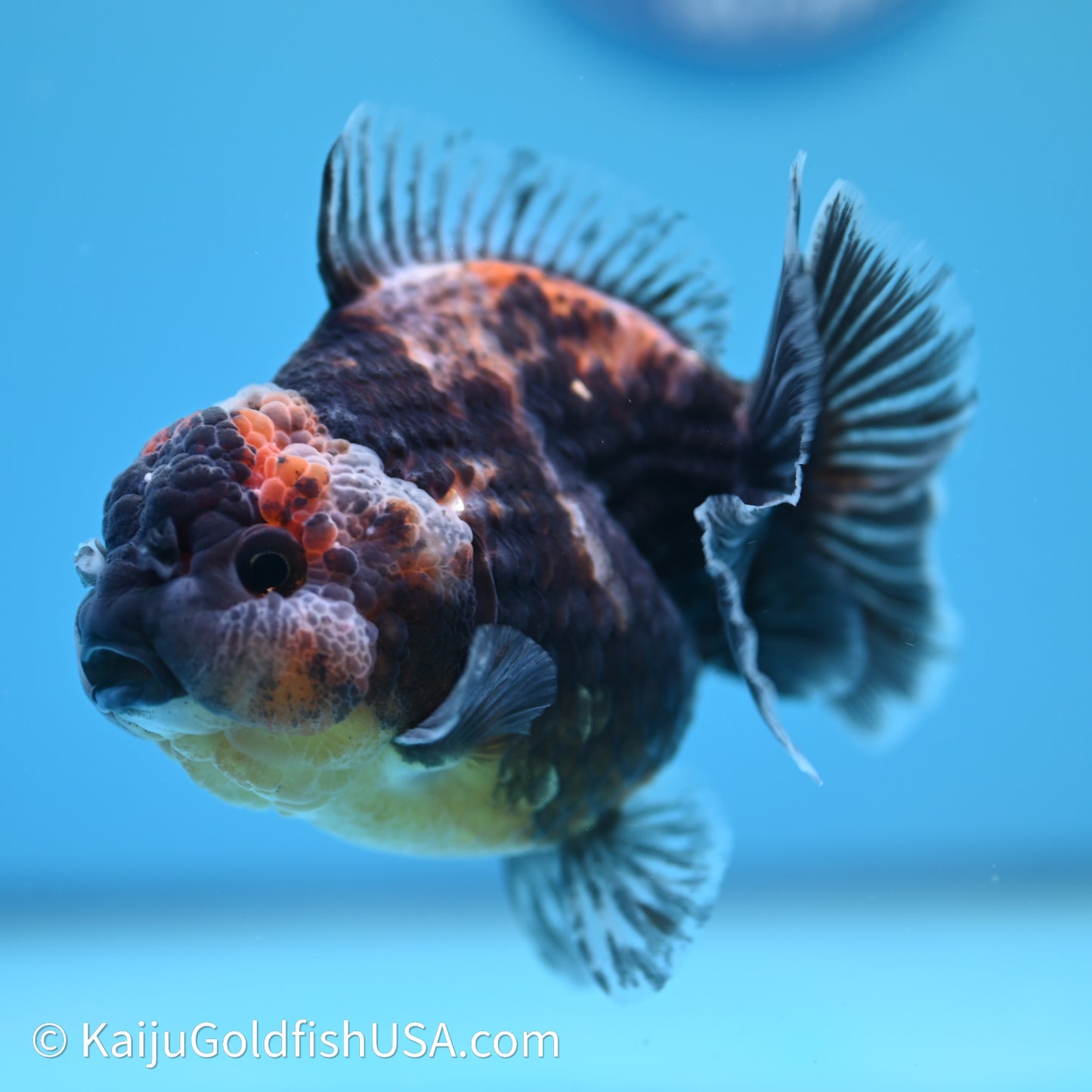 Shogun Godzilla Kirin Oranda 3.5in Body (240614_OR04) - Kaiju Goldfish USA