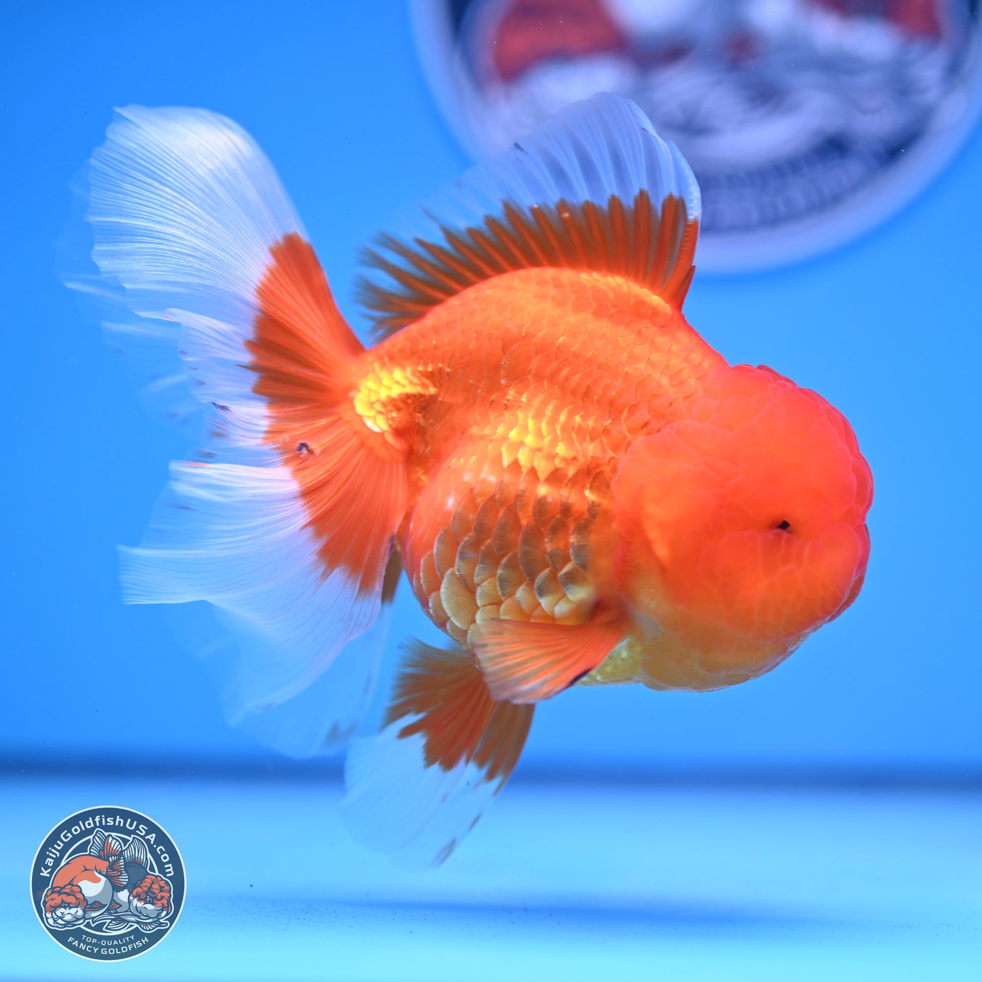 Red White Rose Tail Oranda 4-6 inches (240913_OR04) - Kaiju Goldfish USA