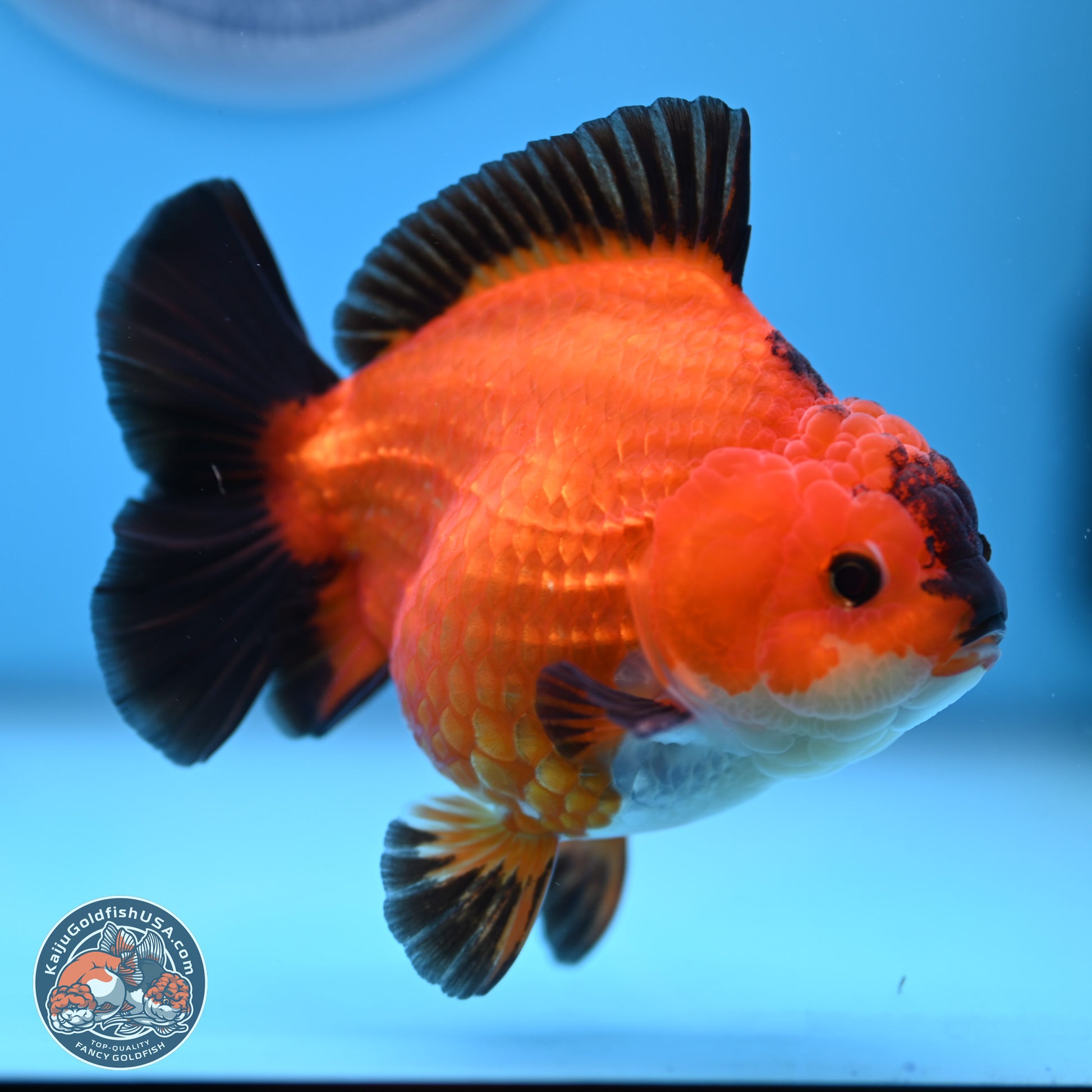 Apache YuanBao Oranda 4.5 inches (241025_OR04) - Kaiju Goldfish USA