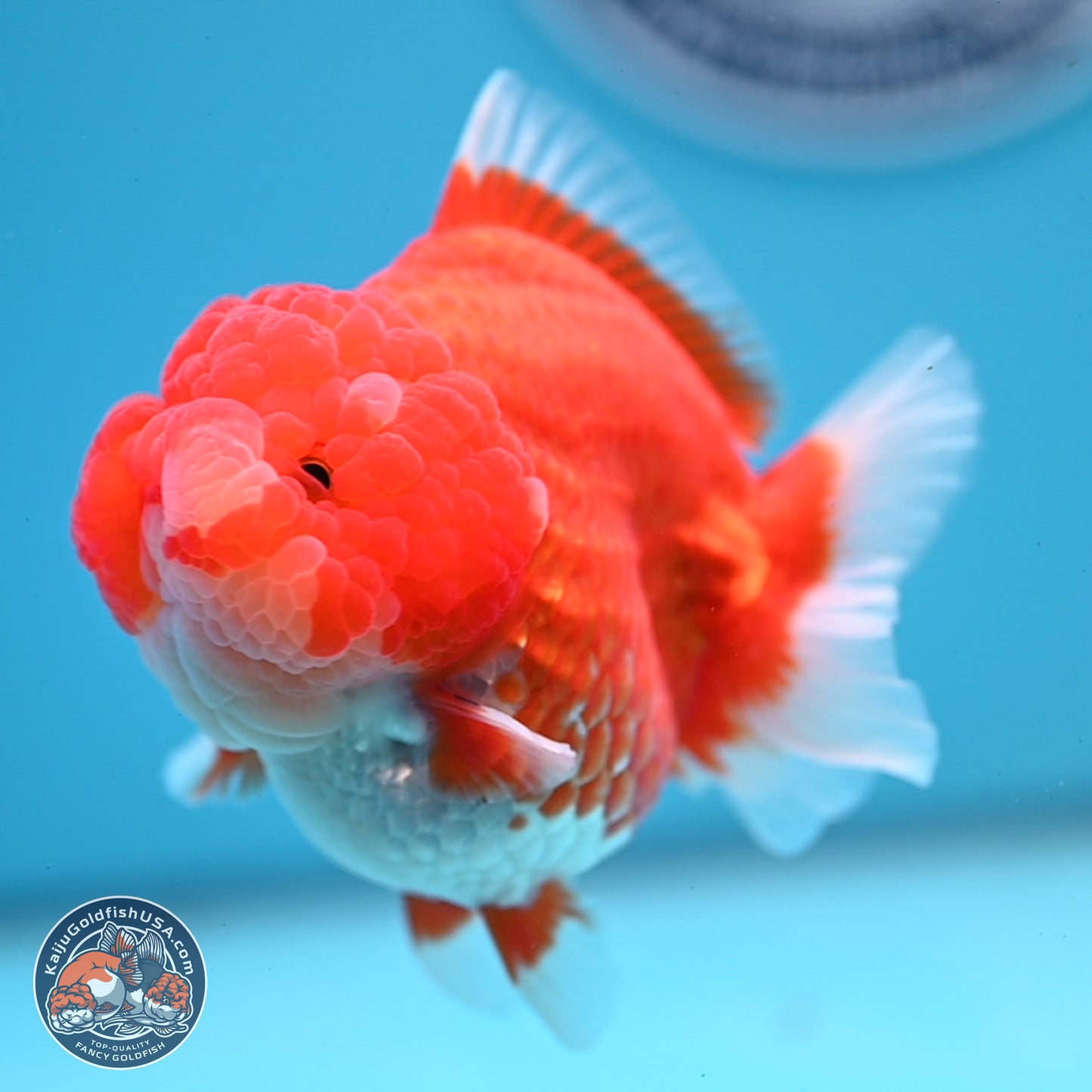 Red White YuanBao Oranda 3.5 inches Body - Female (241227_OR04) - Kaiju Goldfish USA