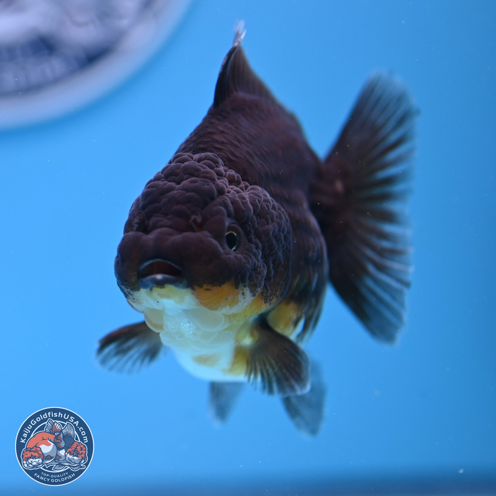 Shogun Kirin YuanBao Oranda 3.25in Body (240802_OR04) - Kaiju Goldfish USA