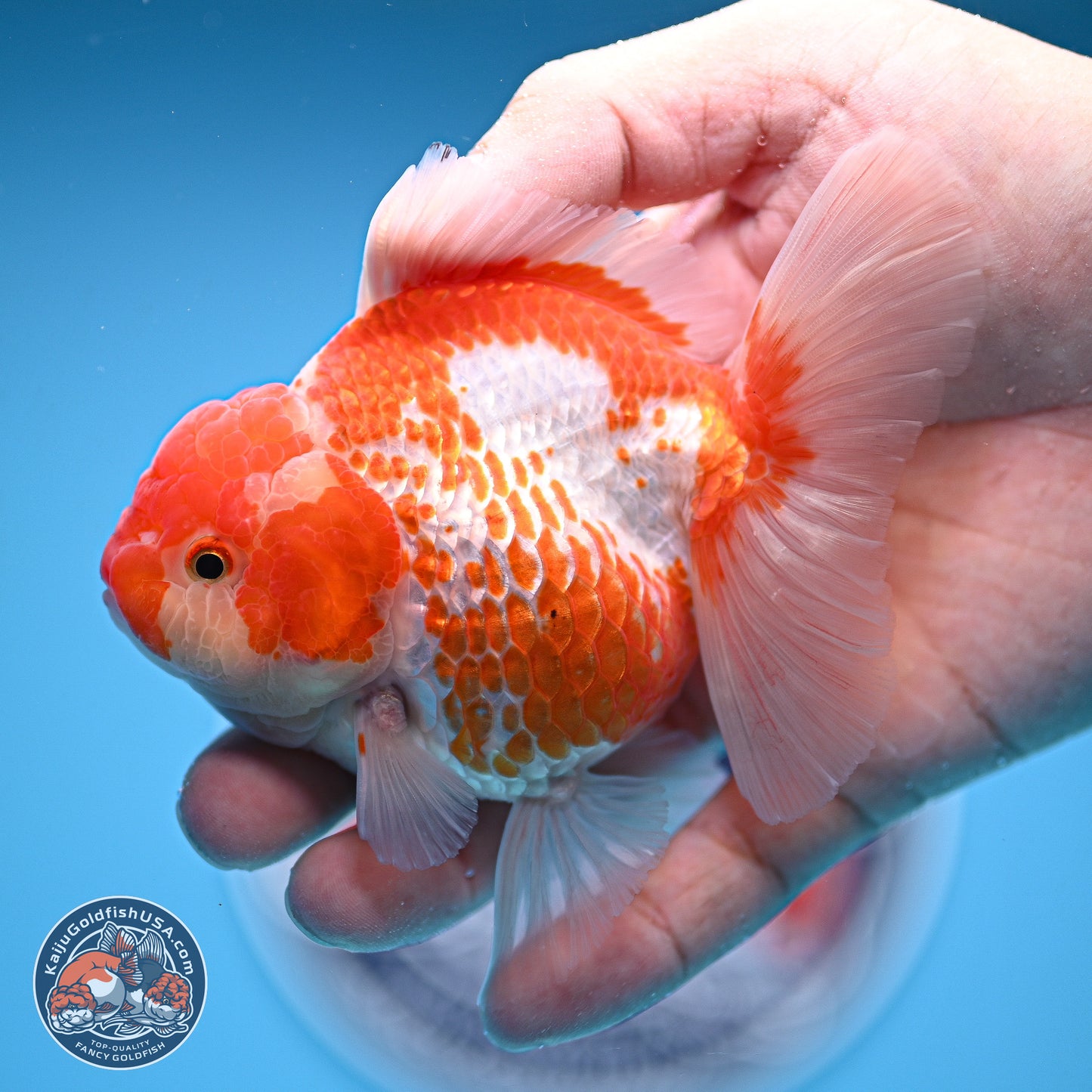 Red White Rose Tail Oranda 4.5 inches - Female (241129_OR04) - Kaiju Goldfish USA