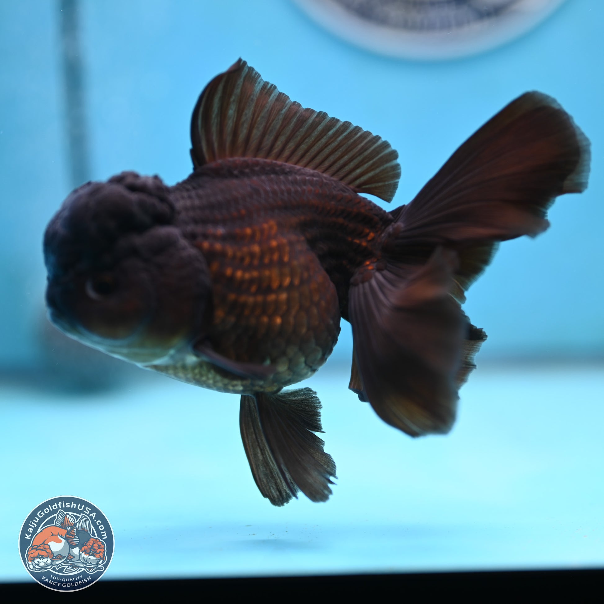 Black Rose Tail Oranda 3.5 inches Body - Female (250117_OR04) - Kaiju Goldfish USA