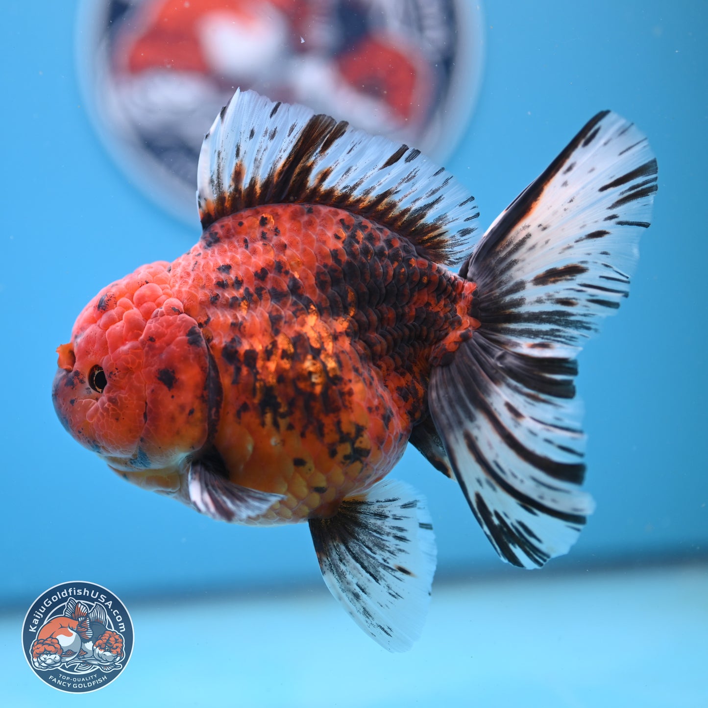 Tiger Rose Tail Oranda 6 inches - Female (241206_OR04) - Kaiju Goldfish USA