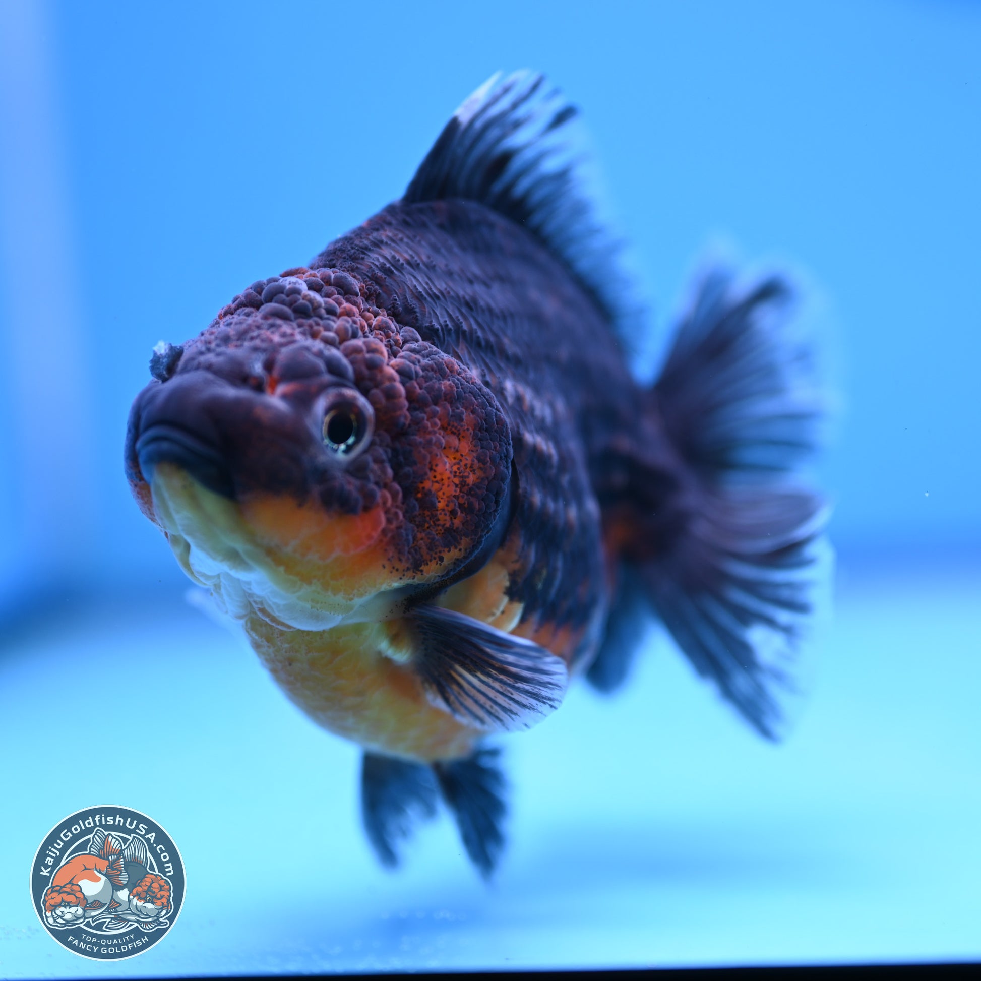 Shogun Kirin Oranda 4-5 in (241011_OR04) - Kaiju Goldfish USA