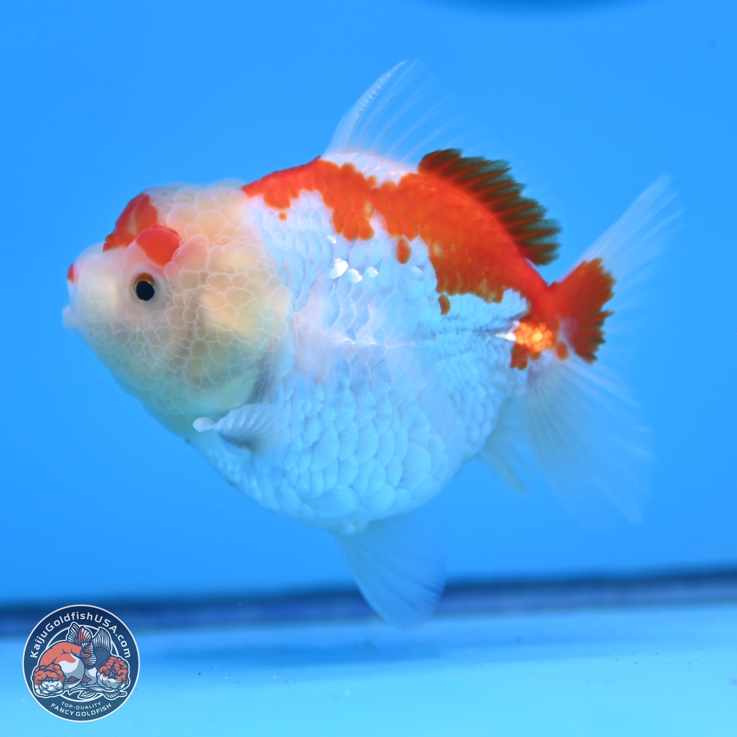 Shogun Red White YuanBao Oranda 3.25in Body (240816_OR04) - Kaiju Goldfish USA