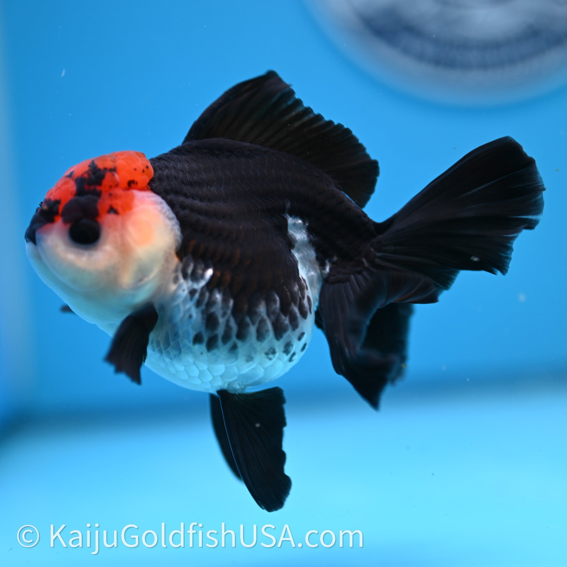 Tricolor Oranda 3.2in body (240726_OR04) - Kaiju Goldfish USA