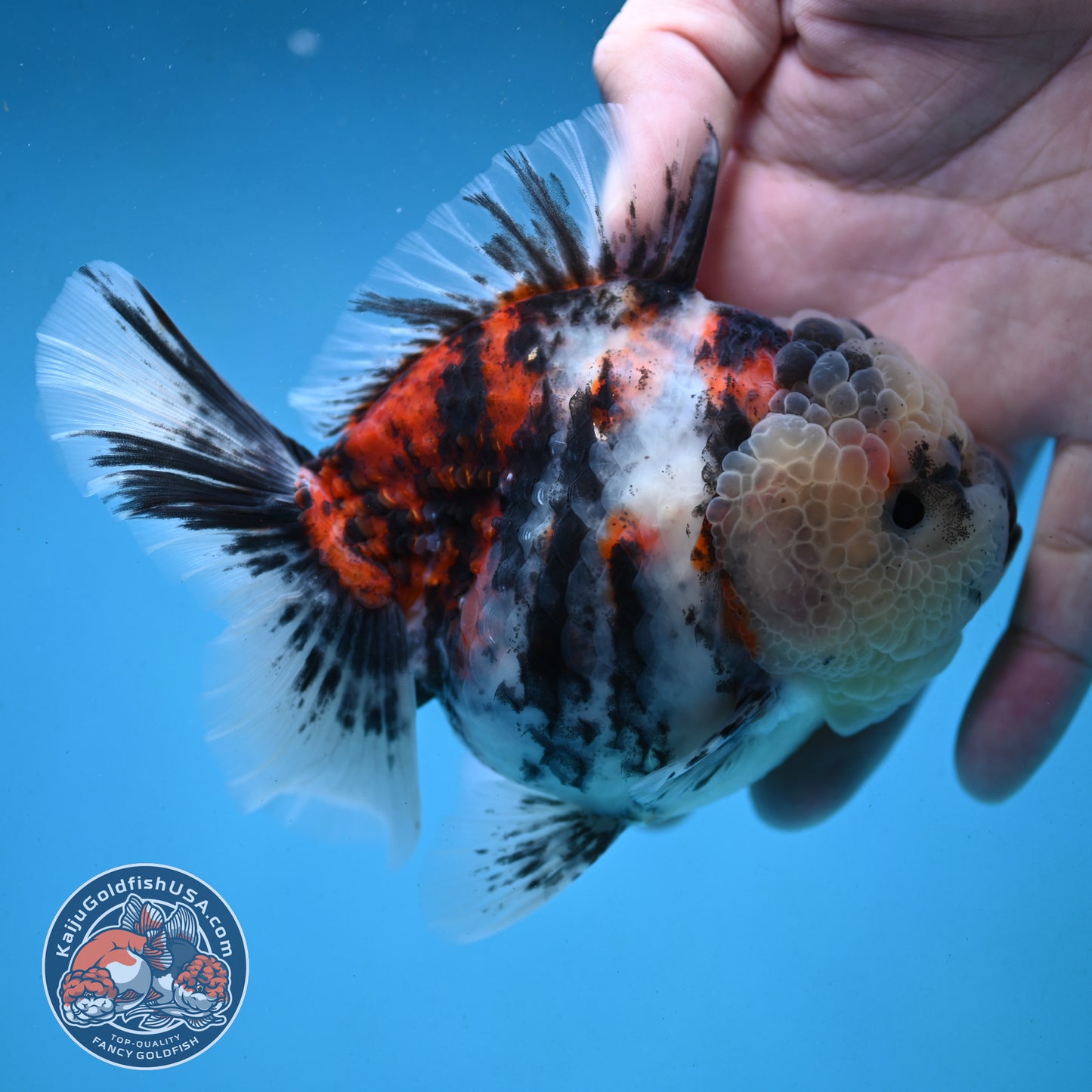 Tricolor Oranda 4 inch Body (251003_OR04)