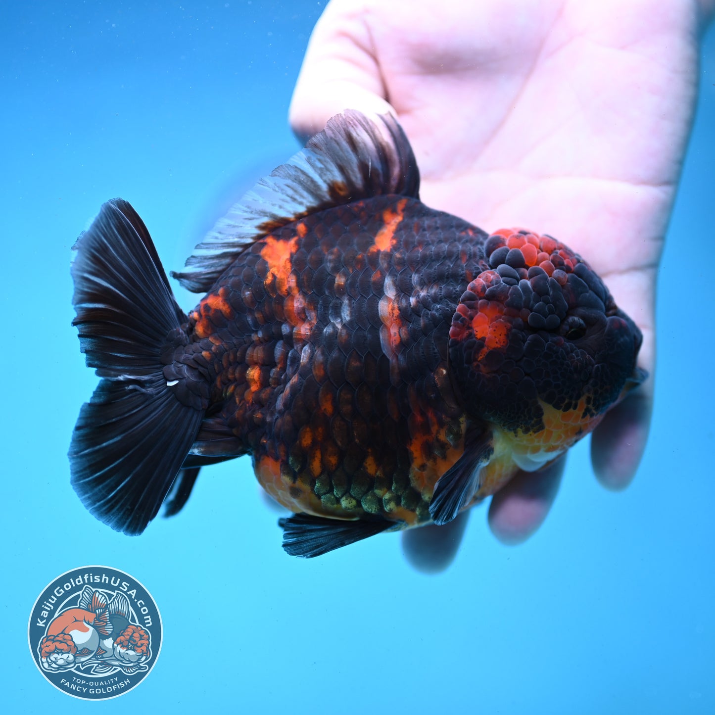 Heavy Ink Tiger Oranda 4.5 inch Body (250919_OR04)