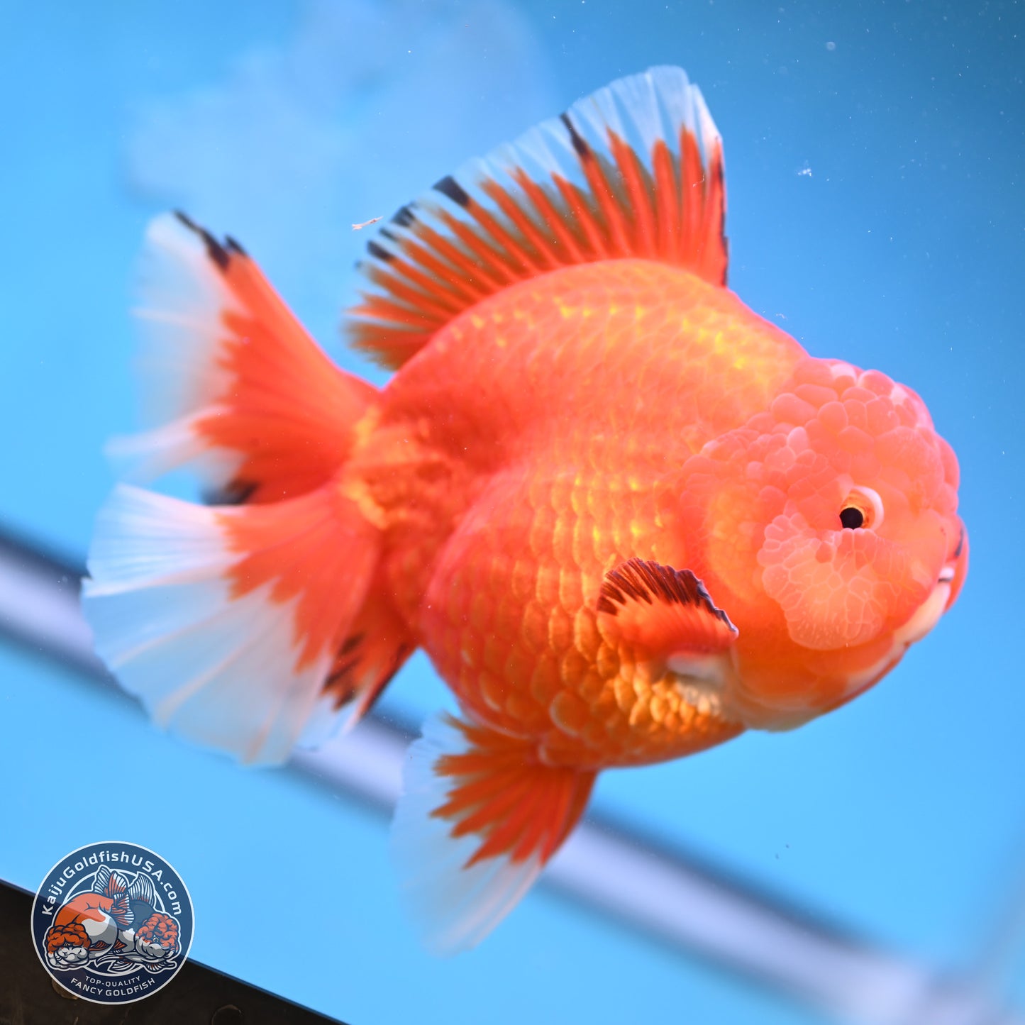 Jumbo Rose Tail Apache Oranda 5 inches Body - Female (250131_OR04)