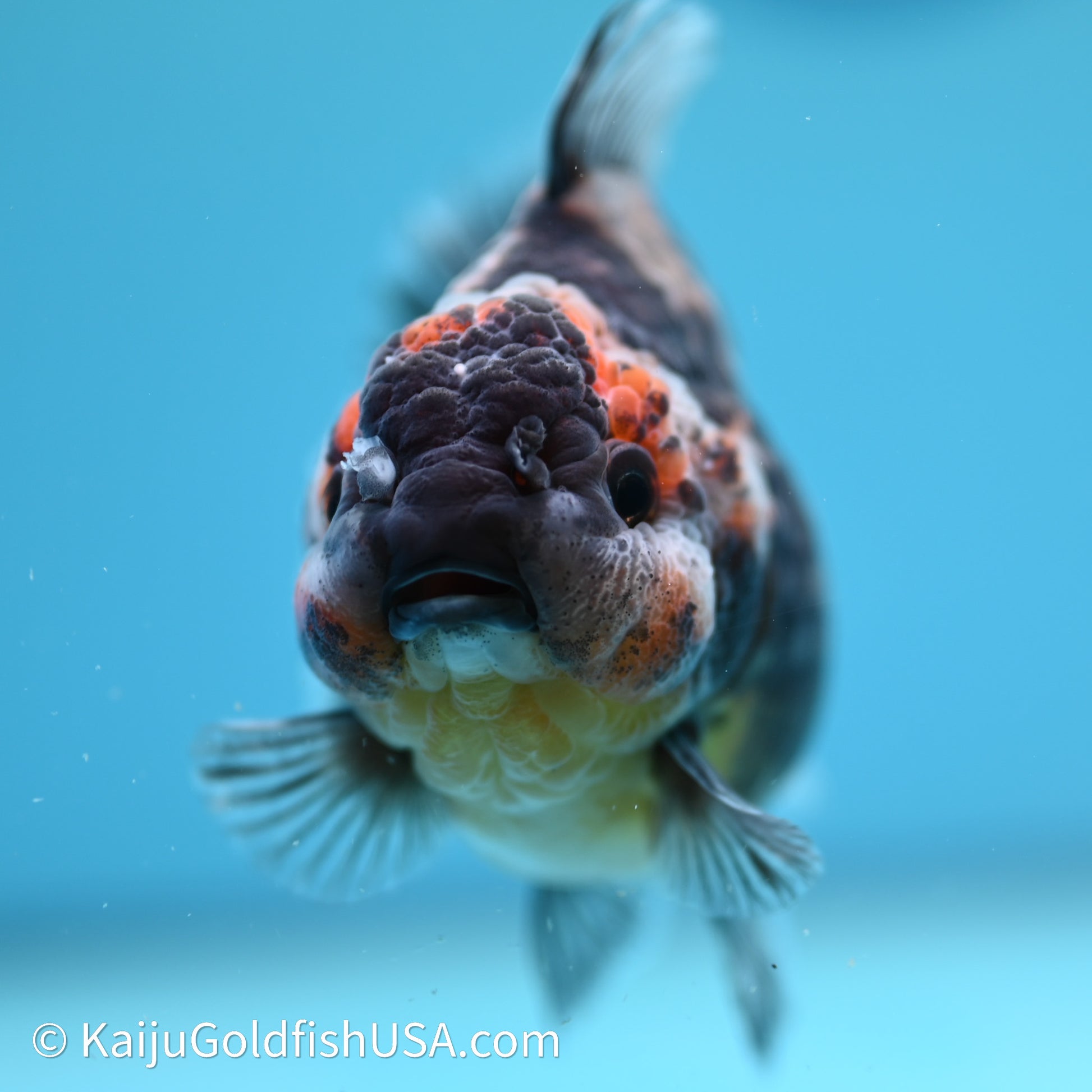 Shogun Godzilla Kirin Oranda 3.5in Body (240614_OR04) - Kaiju Goldfish USA