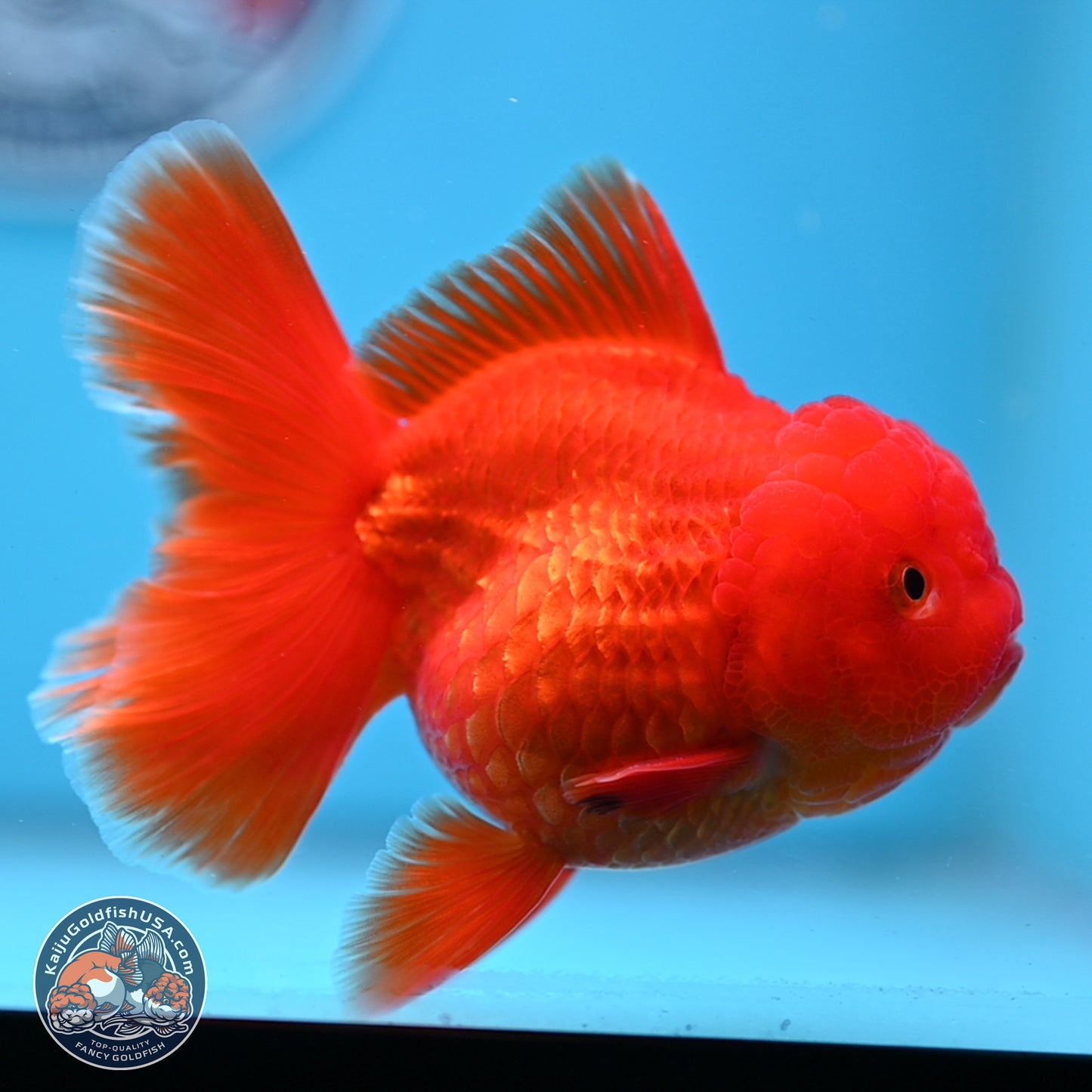 READ DESCRIPTION - Classic Red Rose Tail Oranda 3.5 inches Body - Male (250307_OR04)