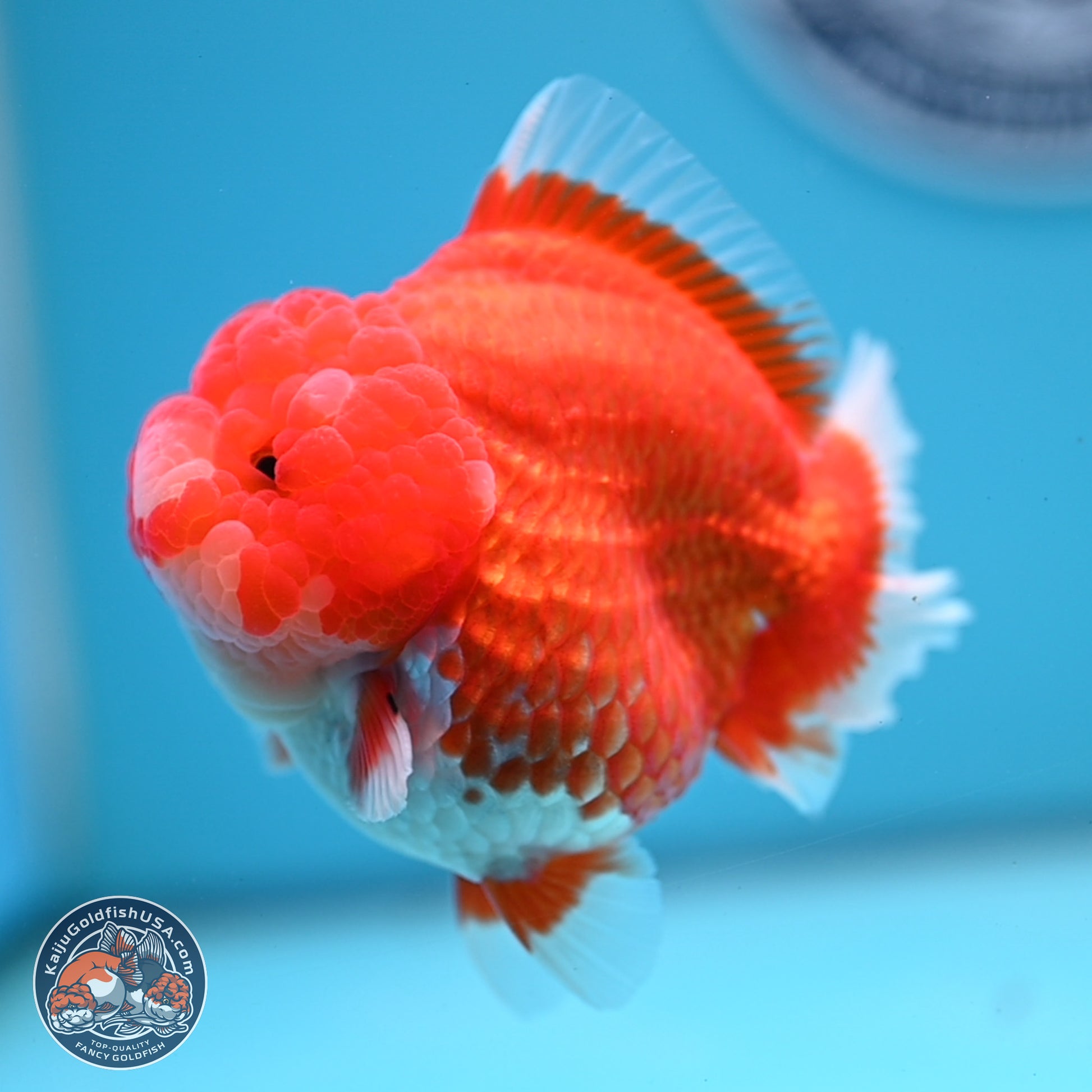 Red White YuanBao Oranda 3.5 inches Body - Female (241227_OR04) - Kaiju Goldfish USA