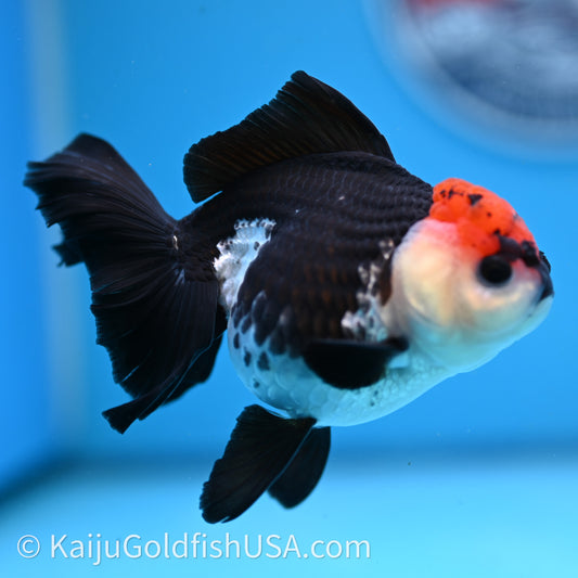 Tricolor Oranda 3.2in body (240726_OR04) - Kaiju Goldfish USA