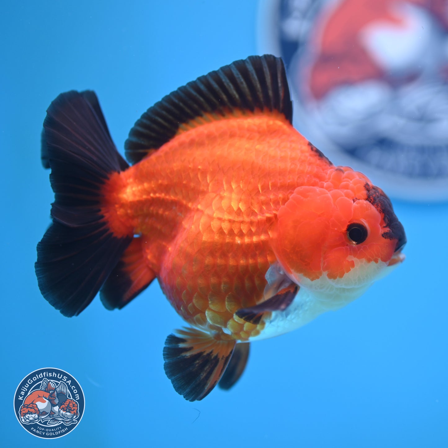 Apache YuanBao Oranda 4.5 inches (241025_OR04) - Kaiju Goldfish USA