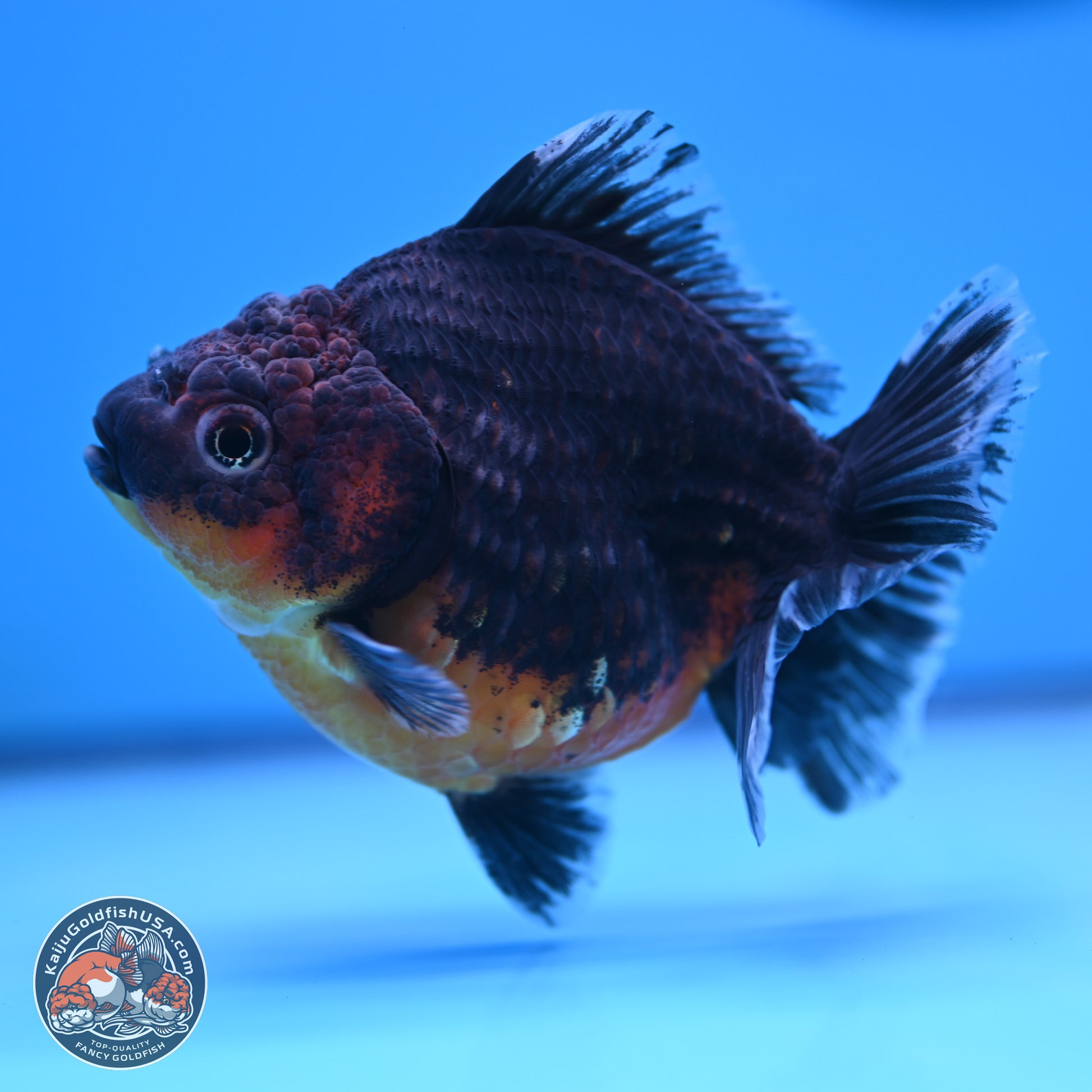 Shogun Kirin Oranda 4-5 in (241011_OR04) - Kaiju Goldfish USA