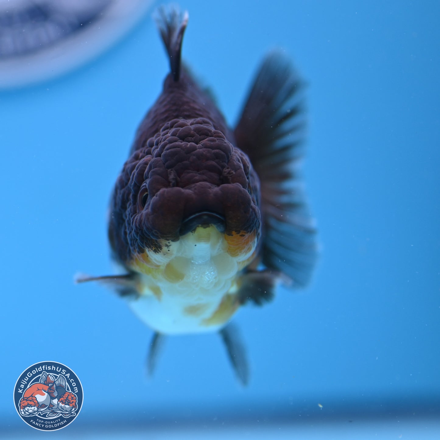 Shogun Kirin YuanBao Oranda 3.25in Body (240802_OR04) - Kaiju Goldfish USA