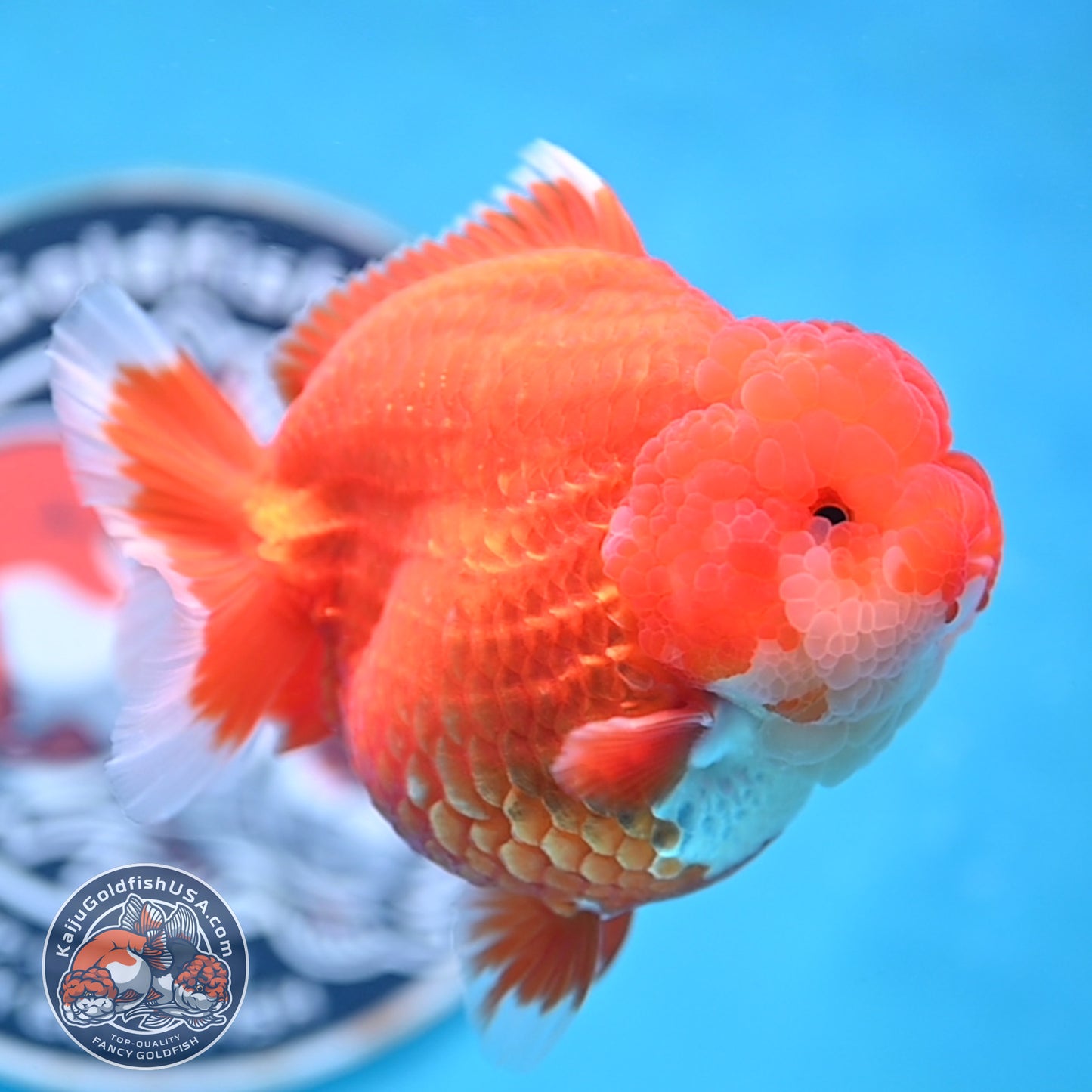 Red White YuanBao Oranda 4 inches Body (250516_OR04)