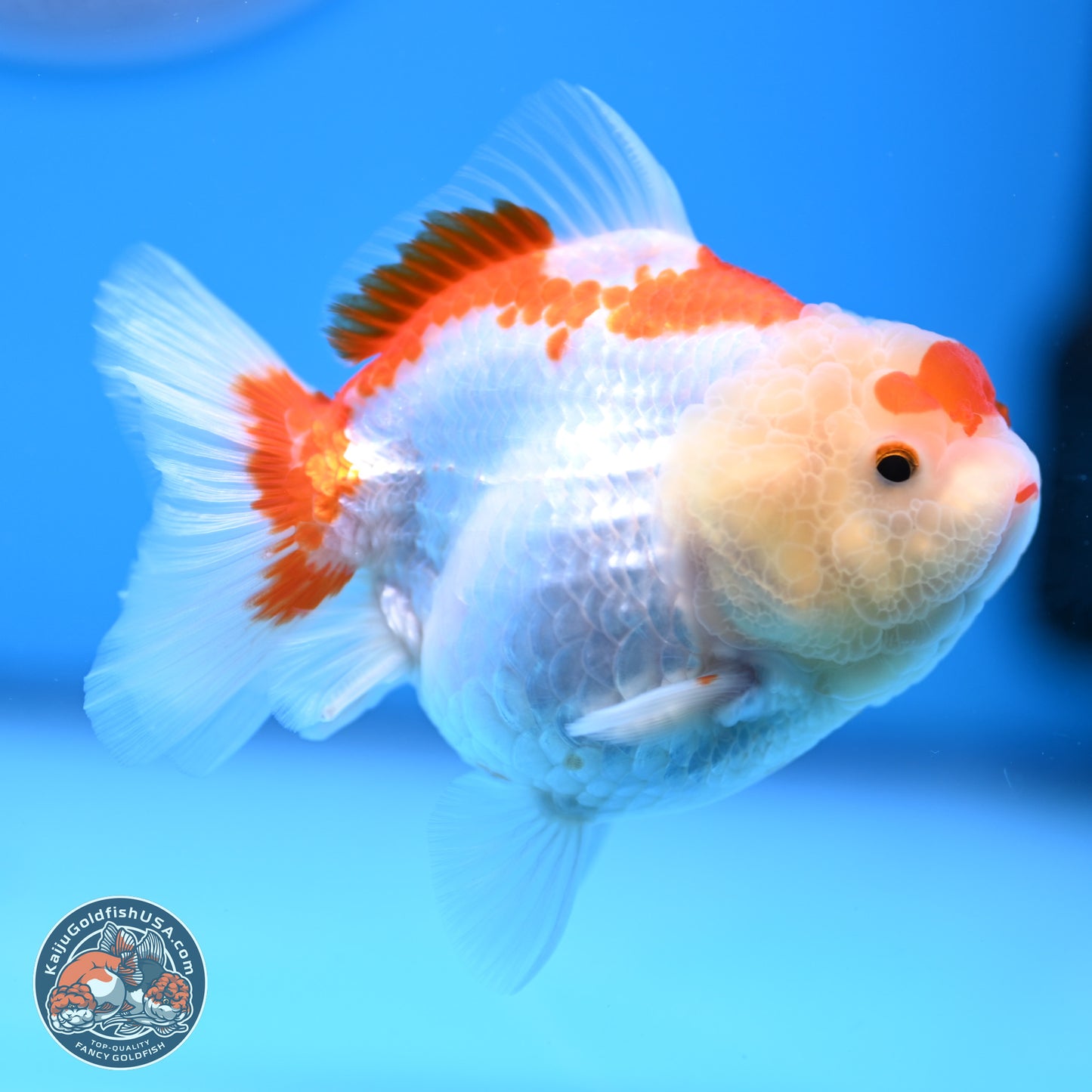 Shogun Red White YuanBao Oranda 3.25in Body (240816_OR04) - Kaiju Goldfish USA