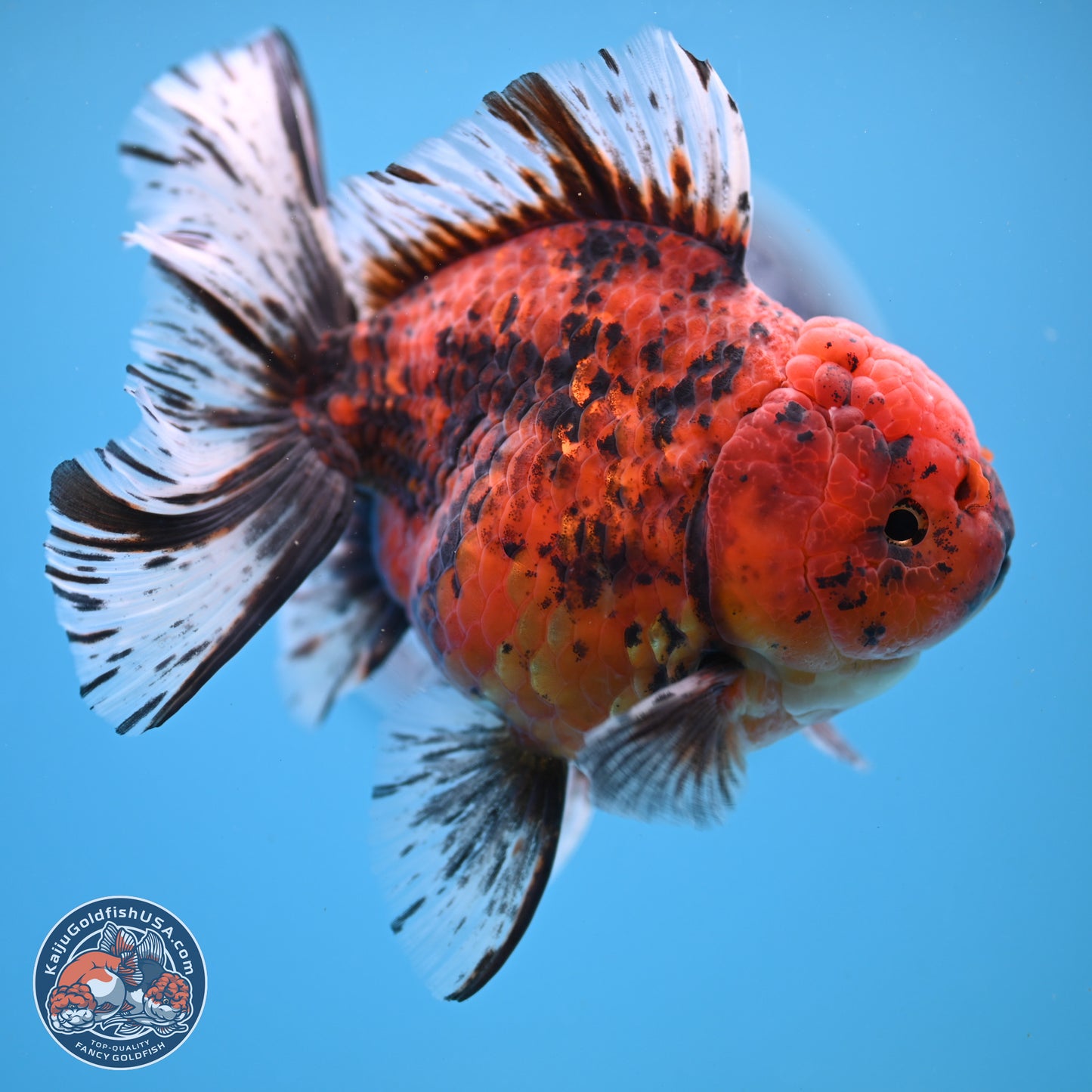 Tiger Rose Tail Oranda 6 inches - Female (241206_OR04) - Kaiju Goldfish USA