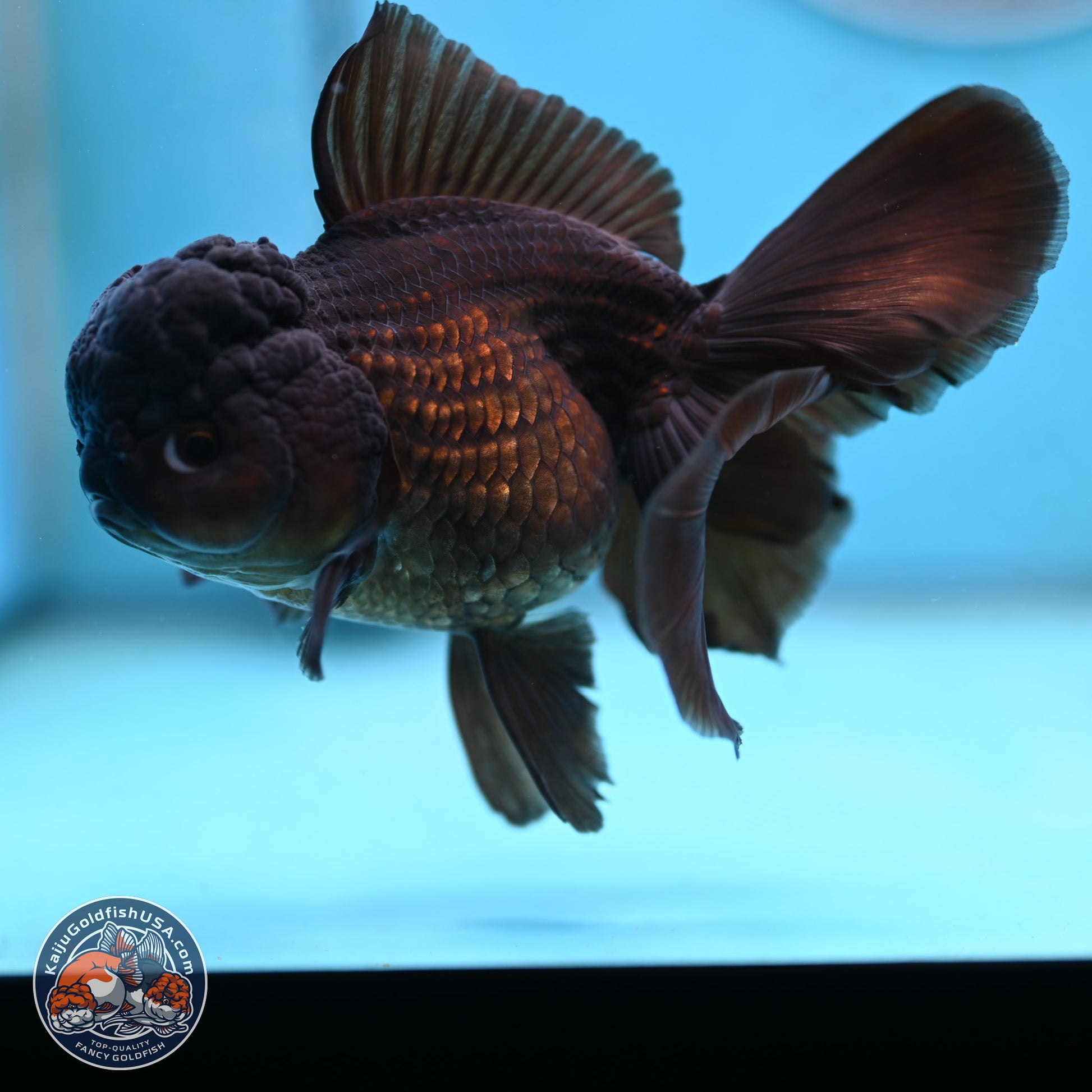 Black Rose Tail Oranda 3.5 inches Body - Female (250117_OR04) - Kaiju Goldfish USA