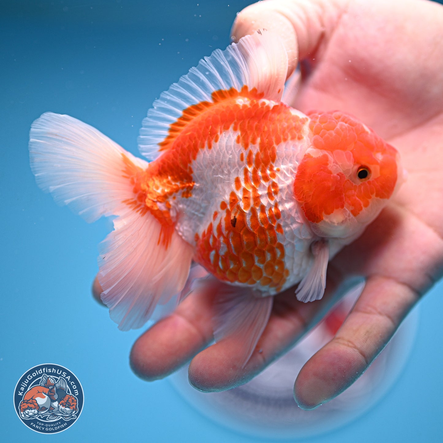 Red White Rose Tail Oranda 4.5 inches - Female (241129_OR04) - Kaiju Goldfish USA