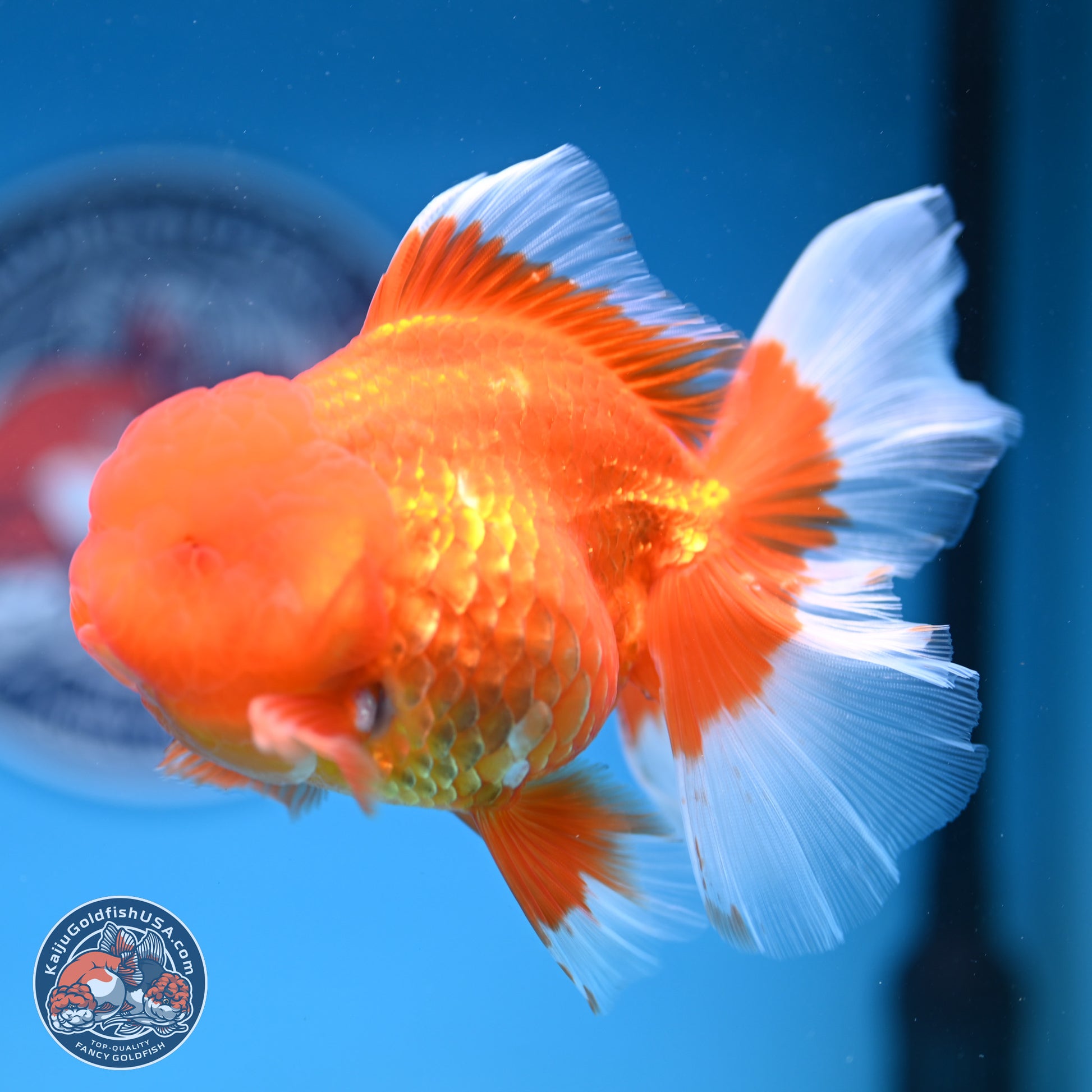 Red White Rose Tail Oranda 4-6 inches (240913_OR04) - Kaiju Goldfish USA