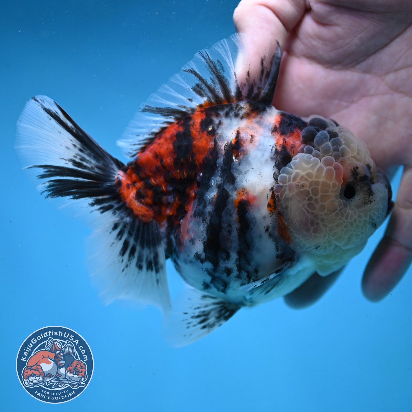Tricolor Oranda 4 inch Body (251003_OR04)
