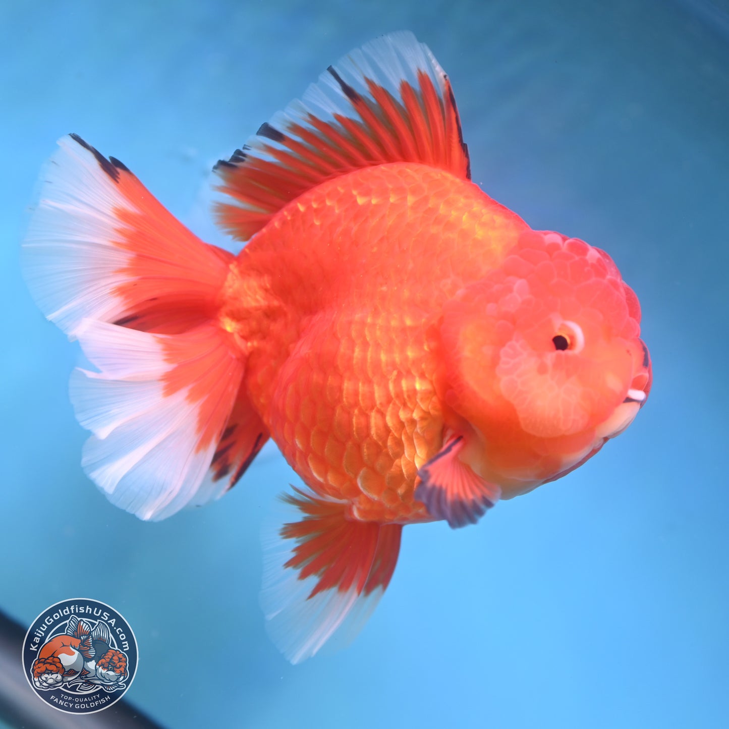 Jumbo Rose Tail Apache Oranda 5 inches Body - Female (250131_OR04)