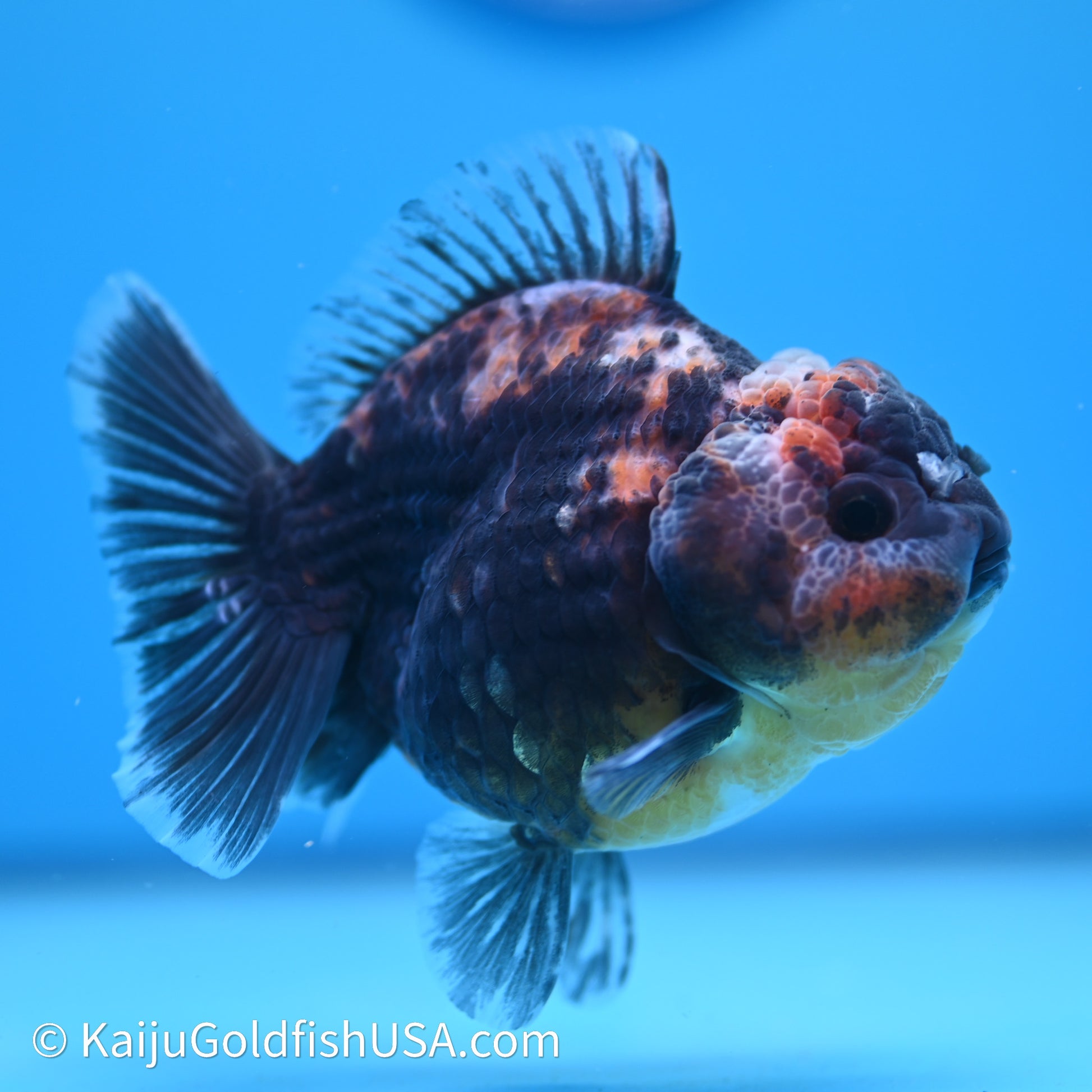 Shogun Godzilla Kirin Oranda 3.5in Body (240614_OR04) - Kaiju Goldfish USA