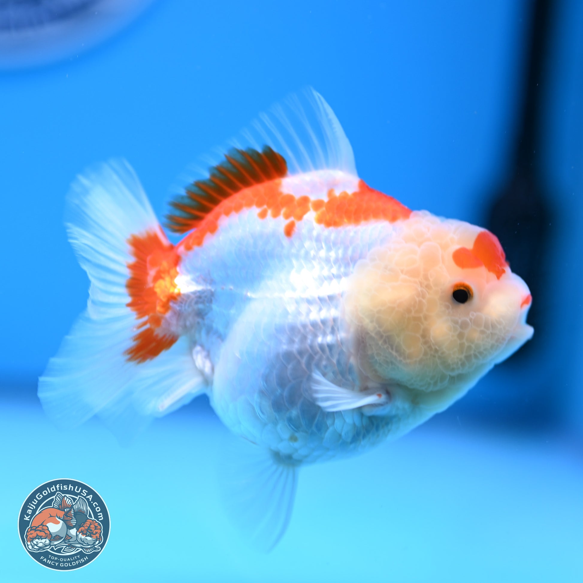 Shogun Red White YuanBao Oranda 3.25in Body (240816_OR04) - Kaiju Goldfish USA