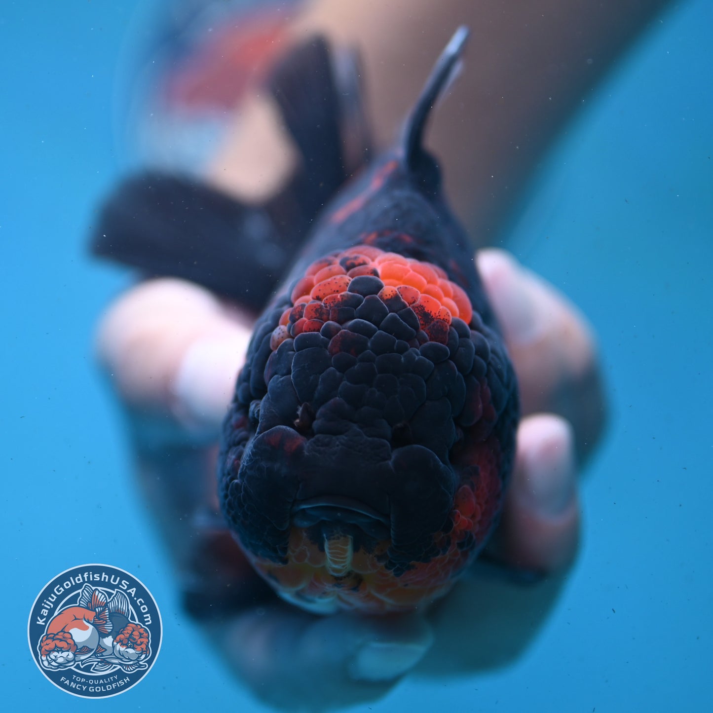 Heavy Ink Tiger Oranda 4.5 inch Body (250919_OR04)