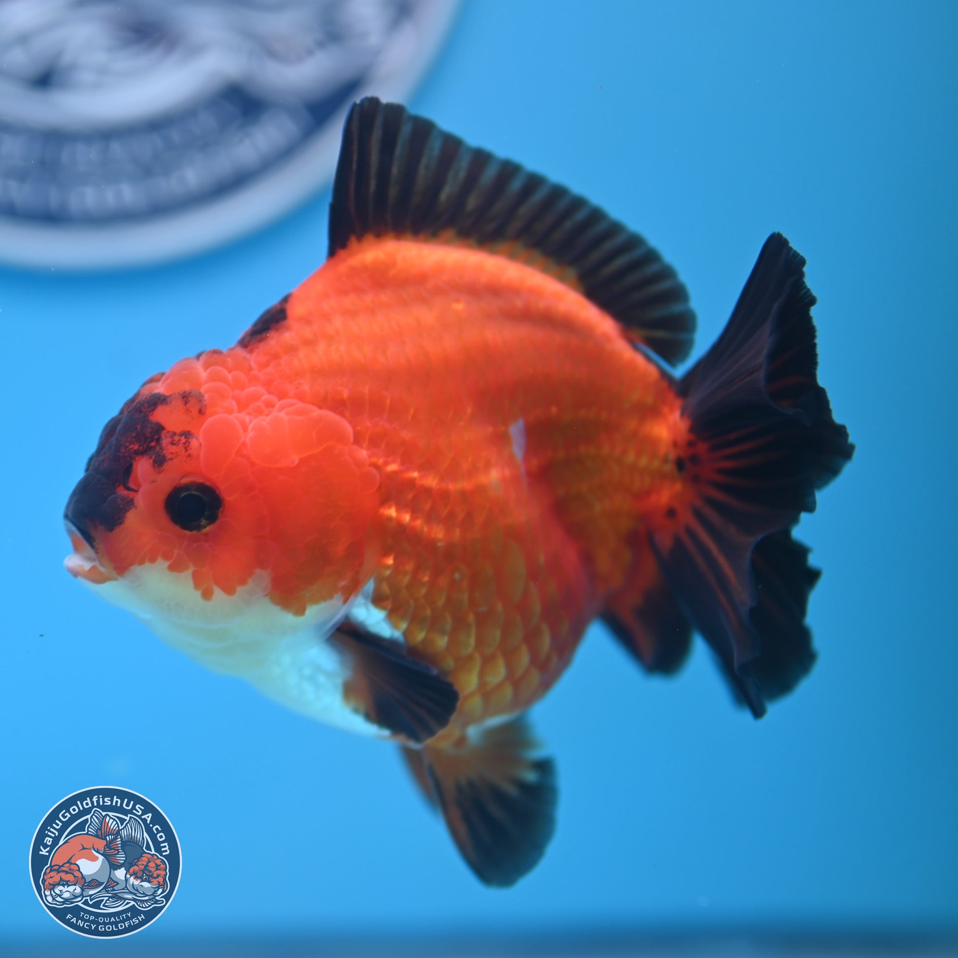 Apache YuanBao Oranda 4.5 inches (241025_OR04) - Kaiju Goldfish USA