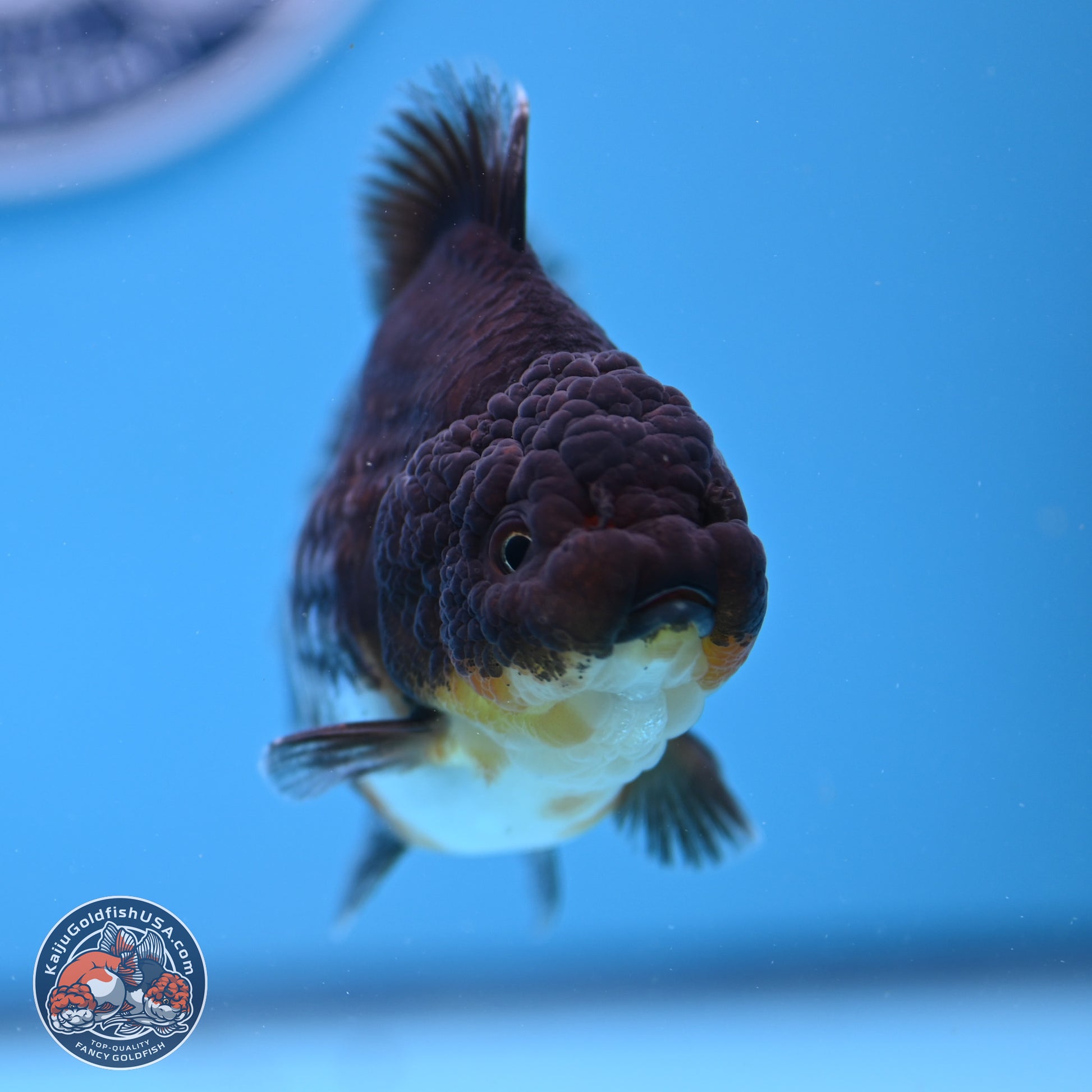 Shogun Kirin YuanBao Oranda 3.25in Body (240802_OR04) - Kaiju Goldfish USA