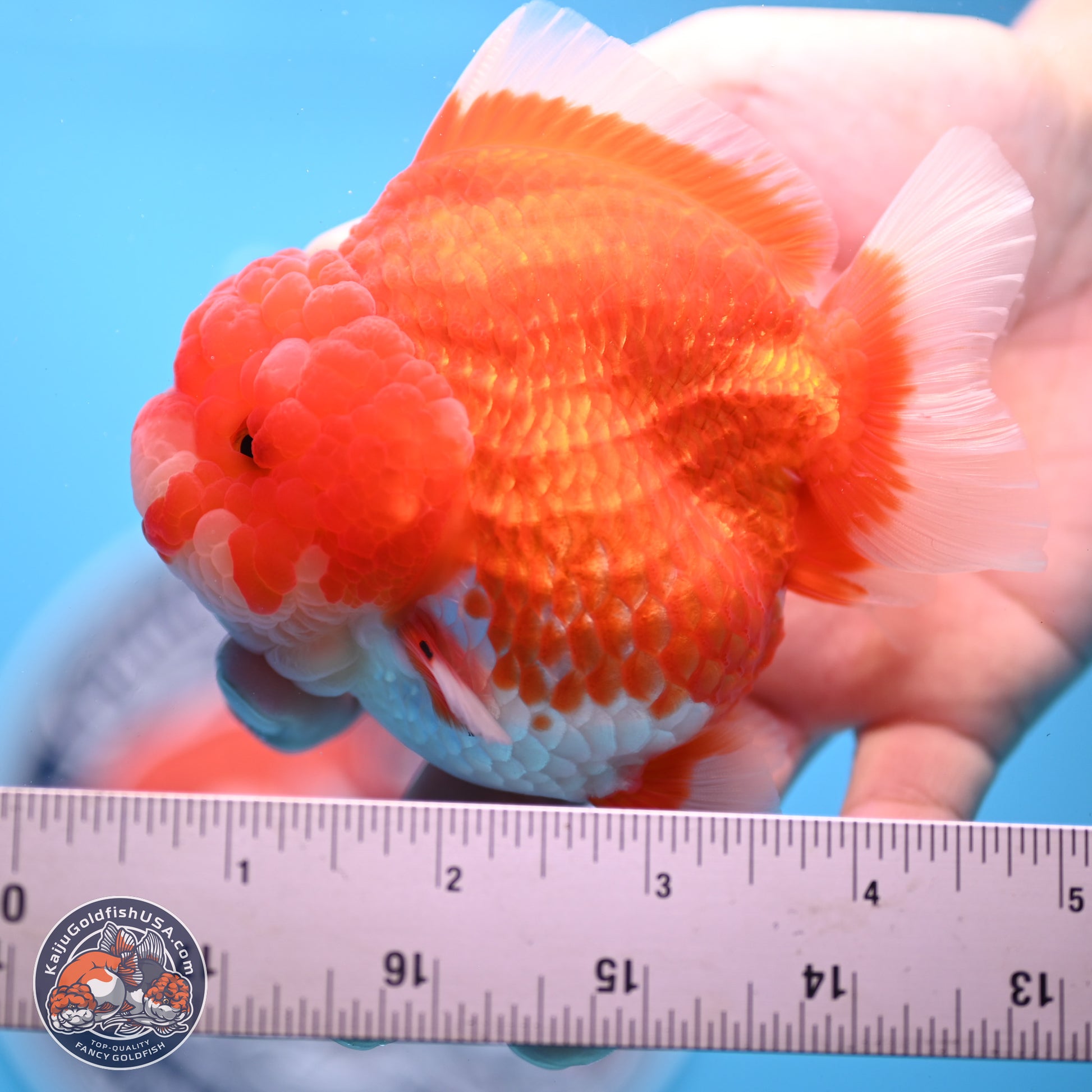 Red White YuanBao Oranda 3.5 inches Body - Female (241227_OR04) - Kaiju Goldfish USA